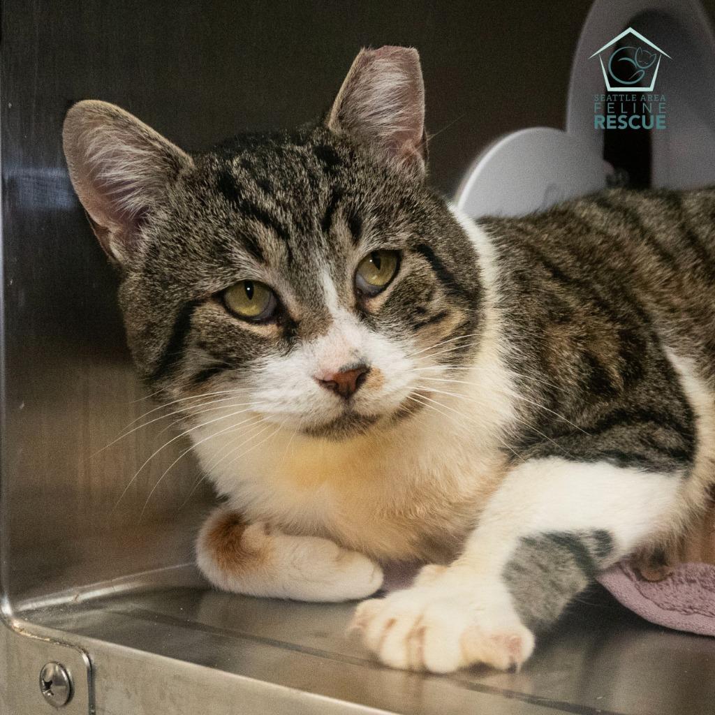 Enlarge Biscuits, a Adoptable mixed breed in Shoreline, WA image 4/6