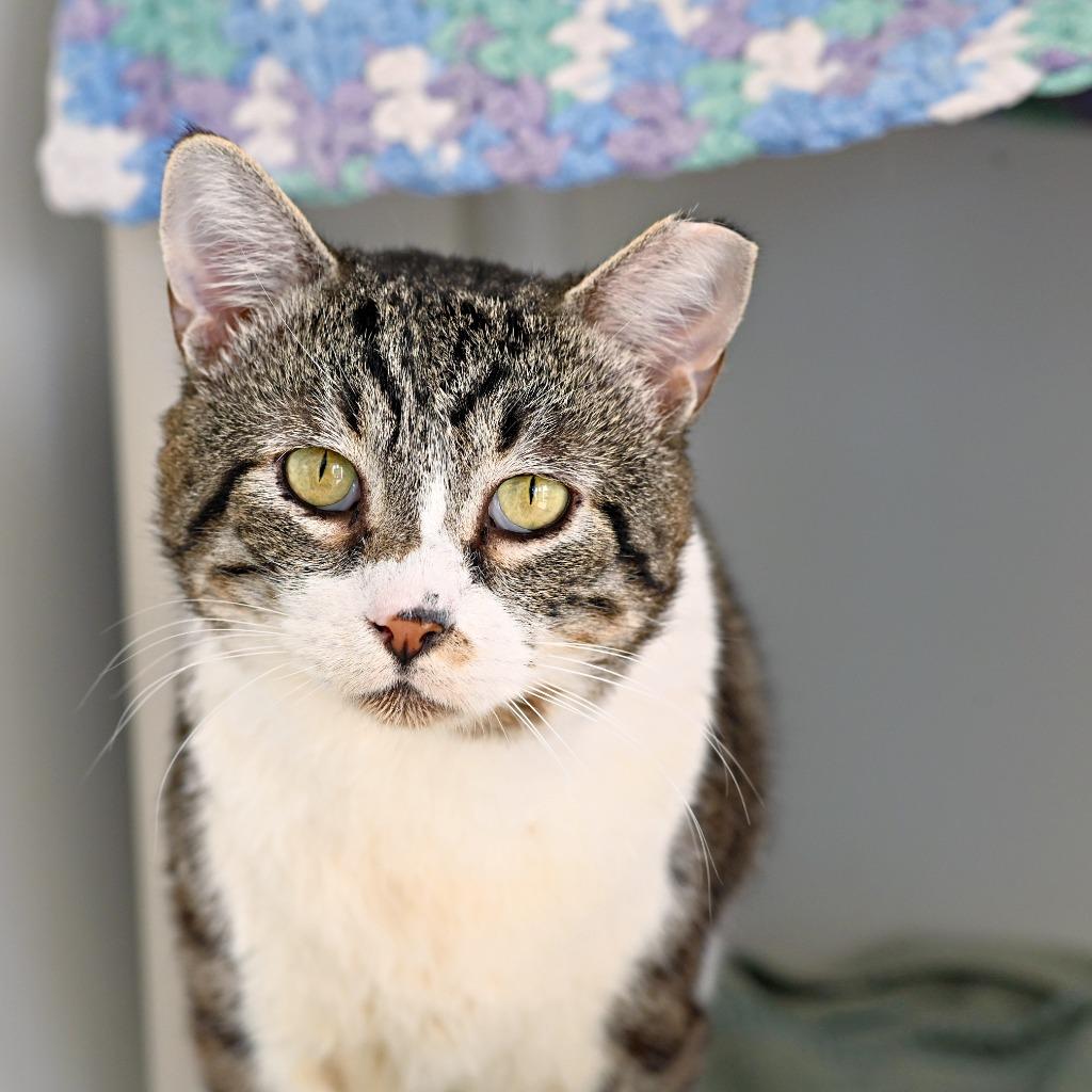 Enlarge Biscuits, a Adoptable mixed breed in Shoreline, WA image 5/6