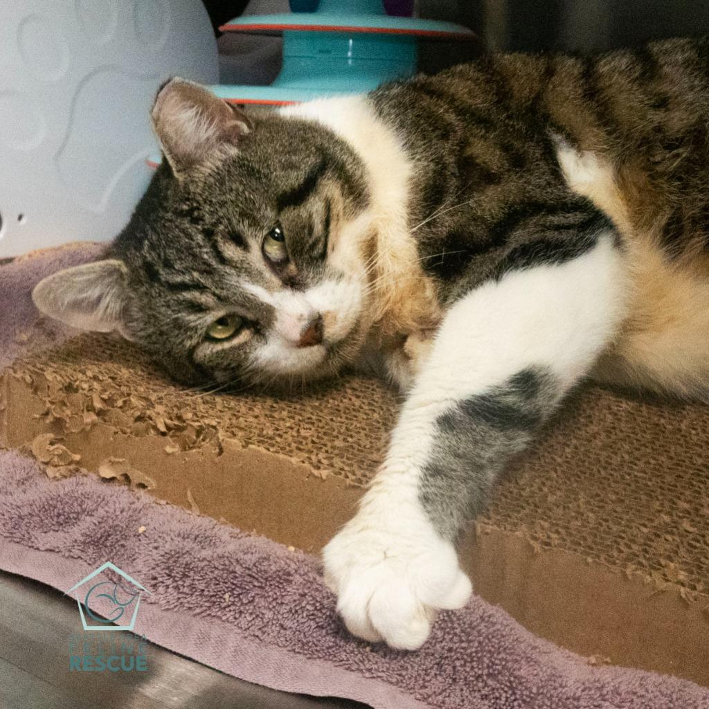 Enlarge Biscuits, a Adoptable mixed breed in Shoreline, WA image 5/6