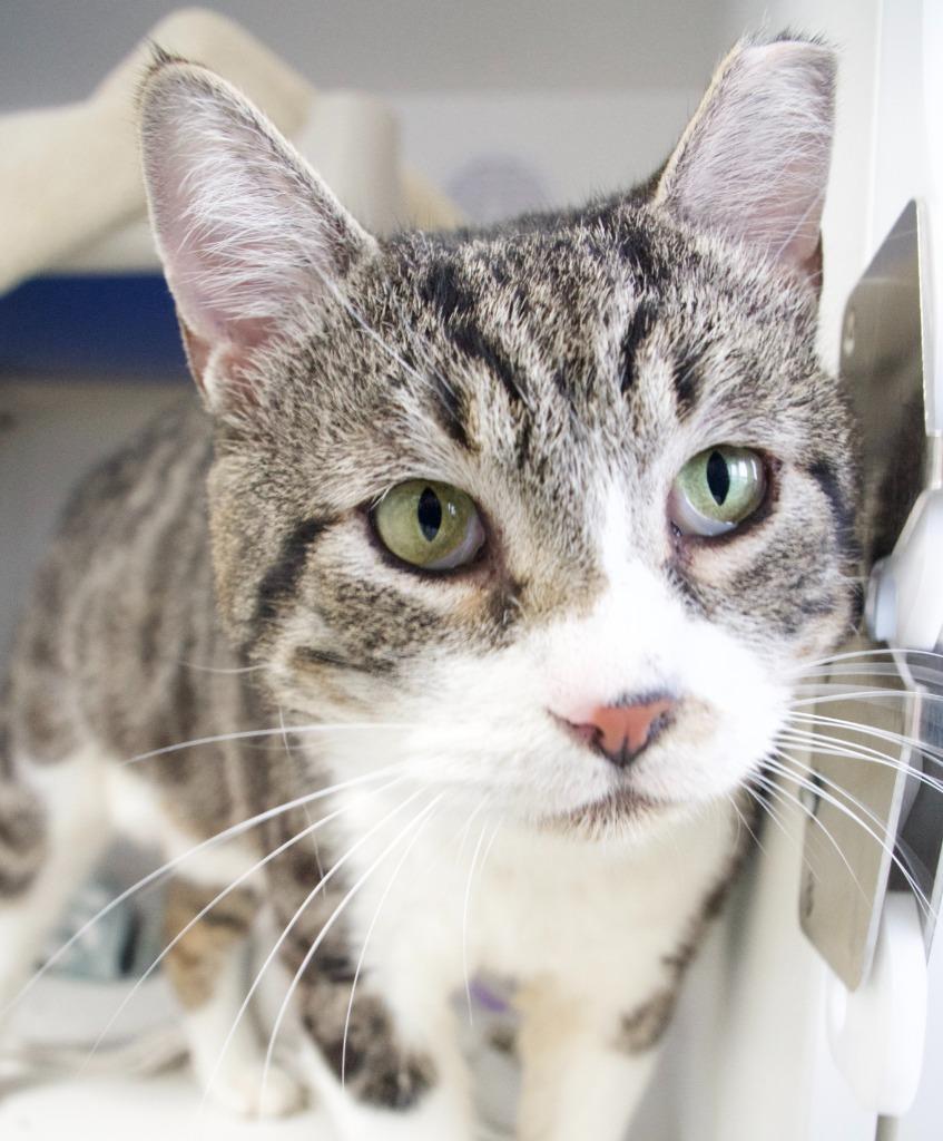 Enlarge Biscuits, a Adoptable mixed breed in Shoreline, WA image 6/6