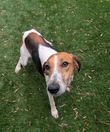 Enlarge Abbie, a Adoptable mixed breed in Louisburg, NC image 1/1