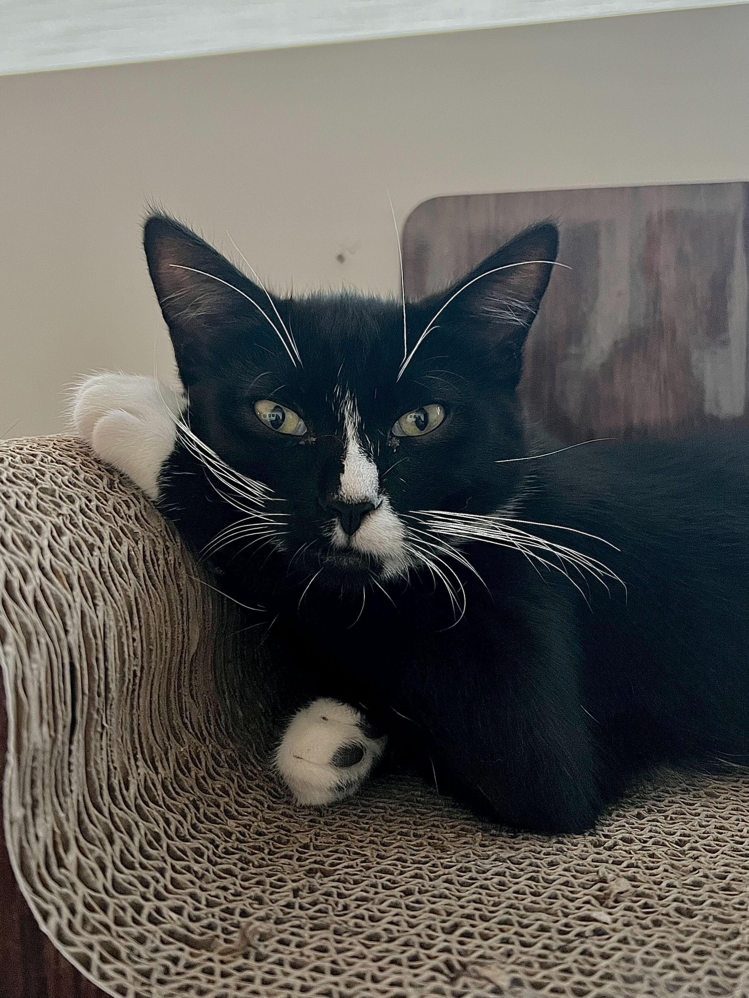 Otto, a ADOPTABLE American Shorthair in Santa Monica, CA image 5/6