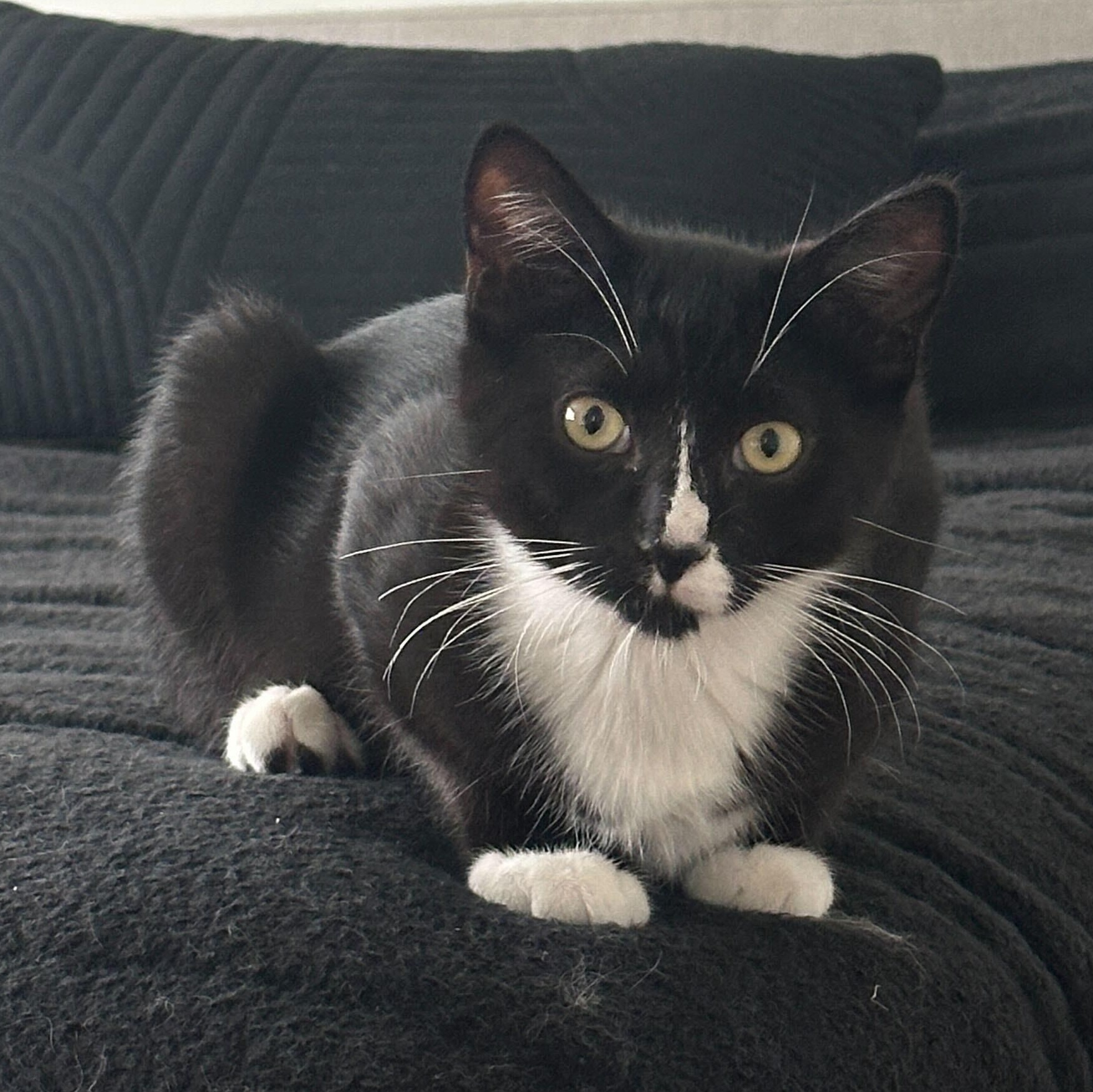 Otto, a ADOPTABLE American Shorthair in Santa Monica, CA image 3/6