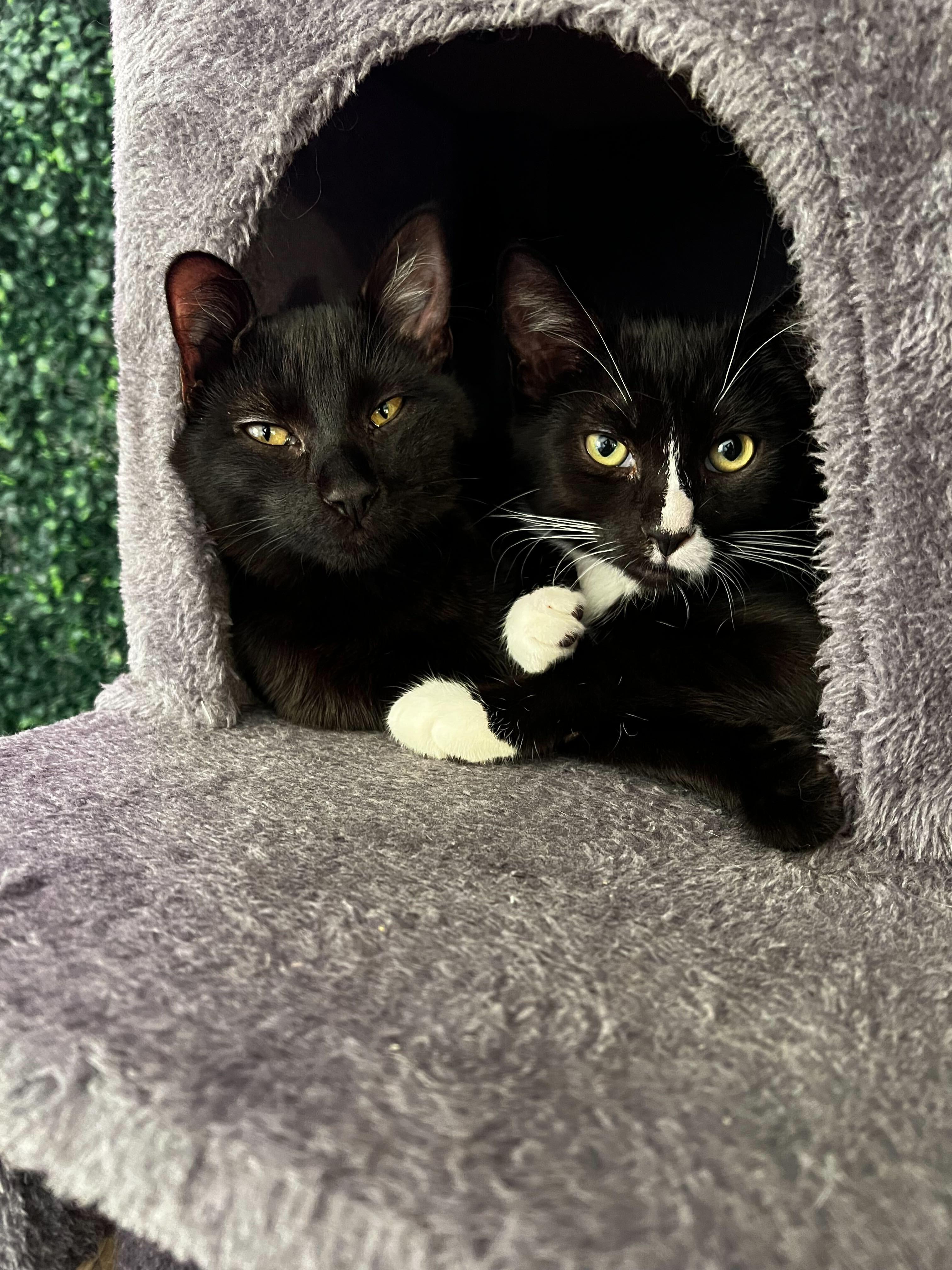 Otto, a ADOPTABLE American Shorthair in Santa Monica, CA image 6/6