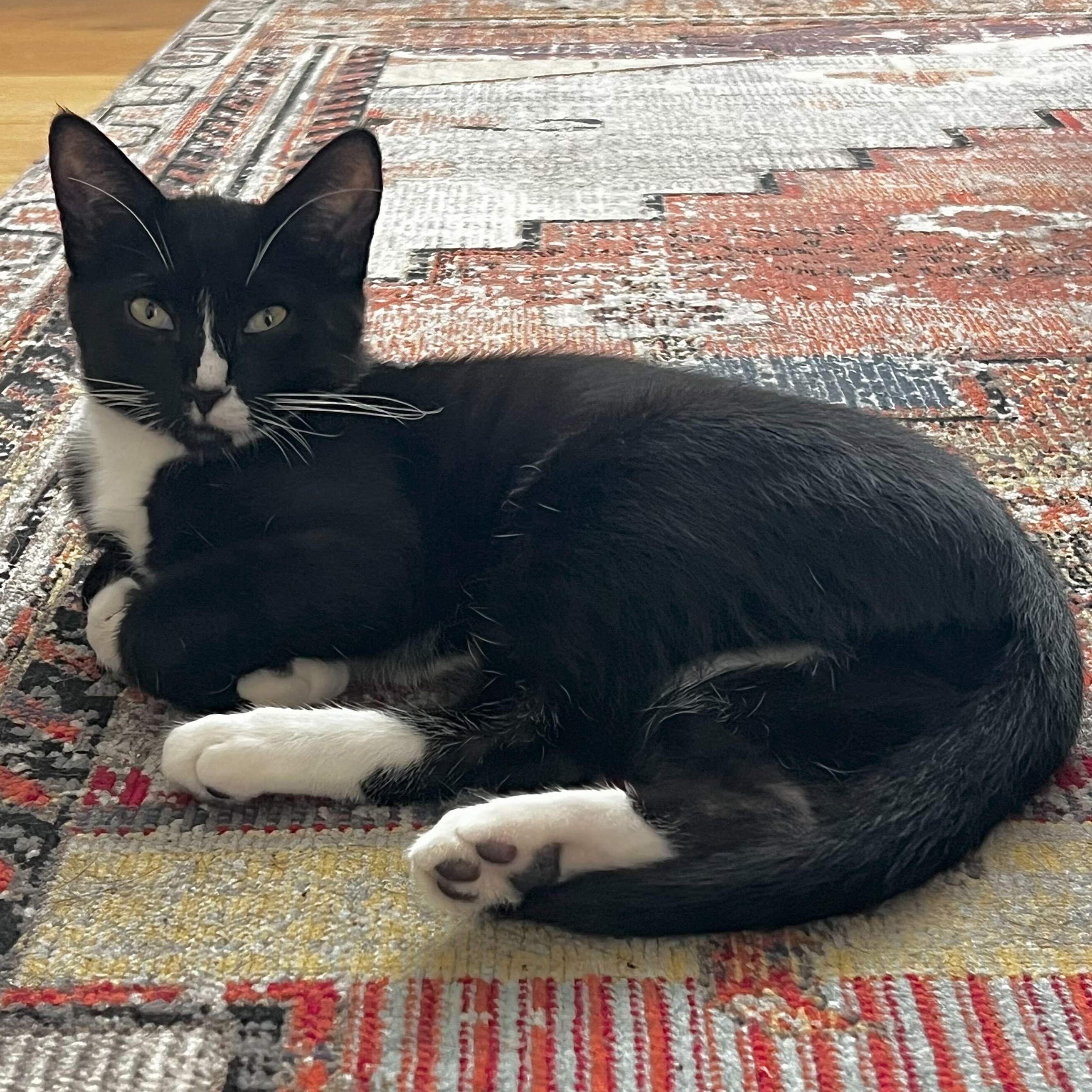 Otto, ADOPTABLE, Young Male American Shorthair.