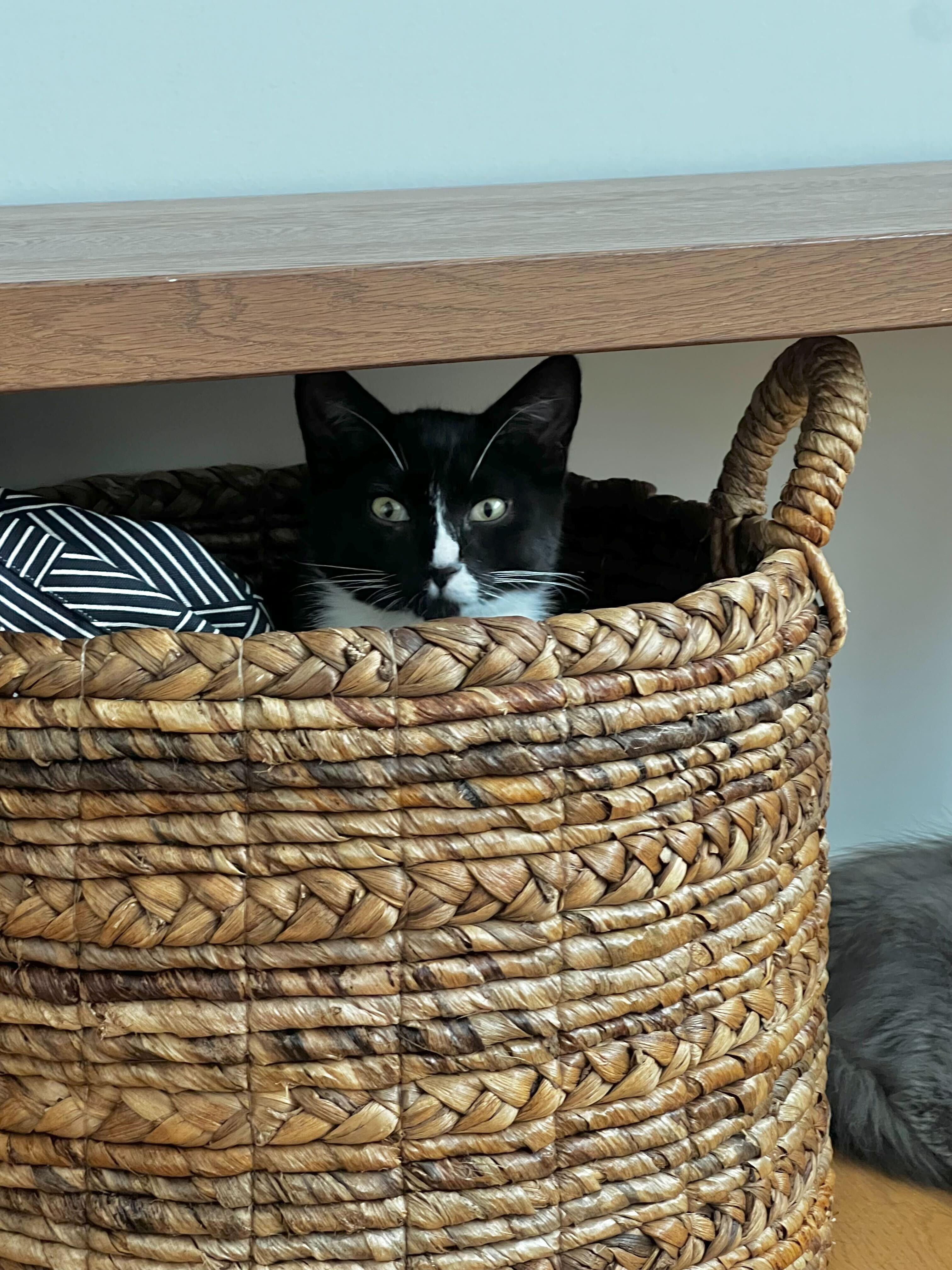 Otto, a ADOPTABLE American Shorthair in Santa Monica, CA image 4/6