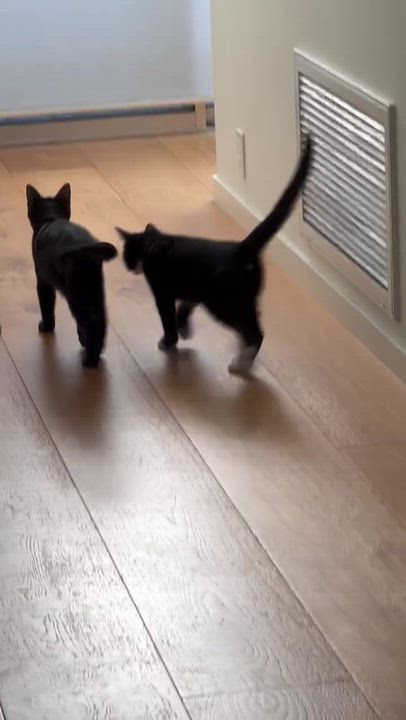 Enlarge Otto, a ADOPTABLE American Shorthair in Santa Monica, CA video 2/6