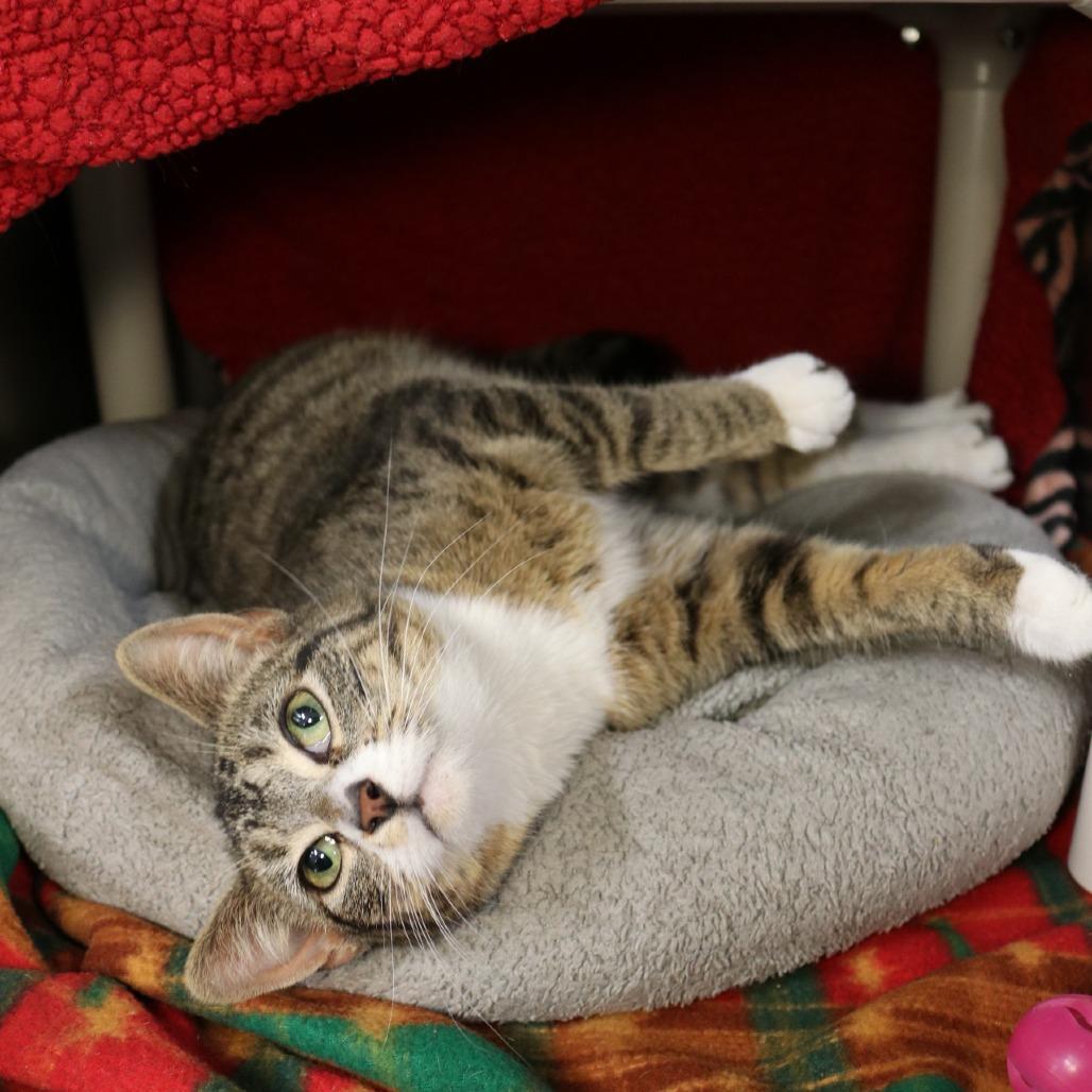 Jordan, Adoptable, Young Female Domestic Short Hair.