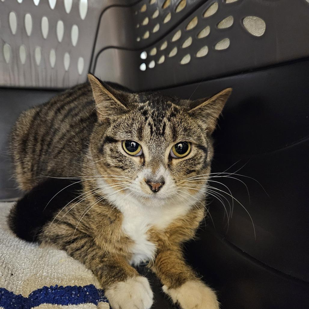 Enlarge Jordan, a Adoptable Domestic Short Hair in Saint Cloud, MN image 2/6