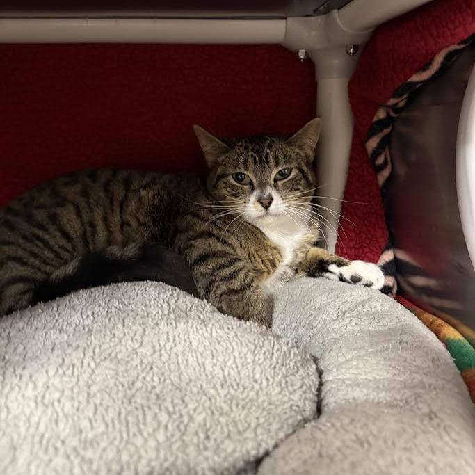 Enlarge Jordan, a Adoptable Domestic Short Hair in Saint Cloud, MN image 3/6