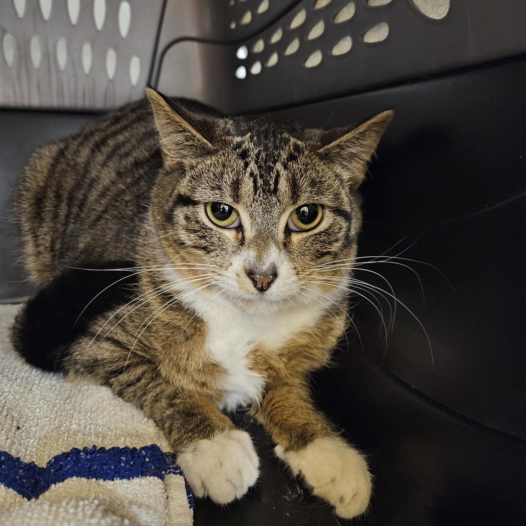 Enlarge Jordan, a Adoptable Domestic Short Hair in Saint Cloud, MN image 4/6