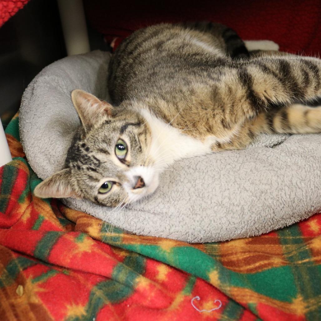 Enlarge Jordan, a Adoptable Domestic Short Hair in Saint Cloud, MN image 5/6