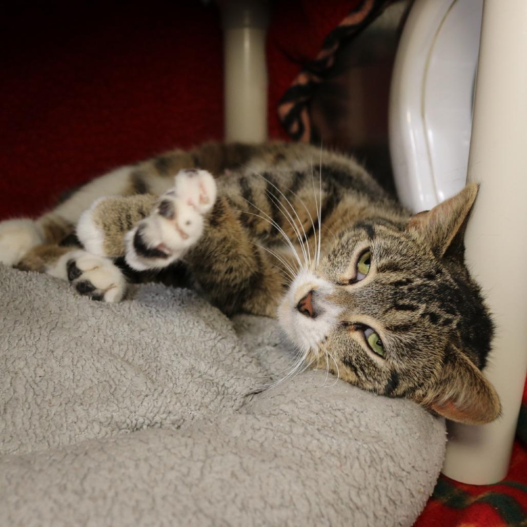 Enlarge Jordan, a Adoptable Domestic Short Hair in Saint Cloud, MN image 6/6