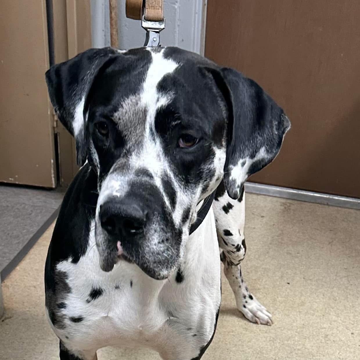 Titan, Adoptable, Adult Male Great Dane.