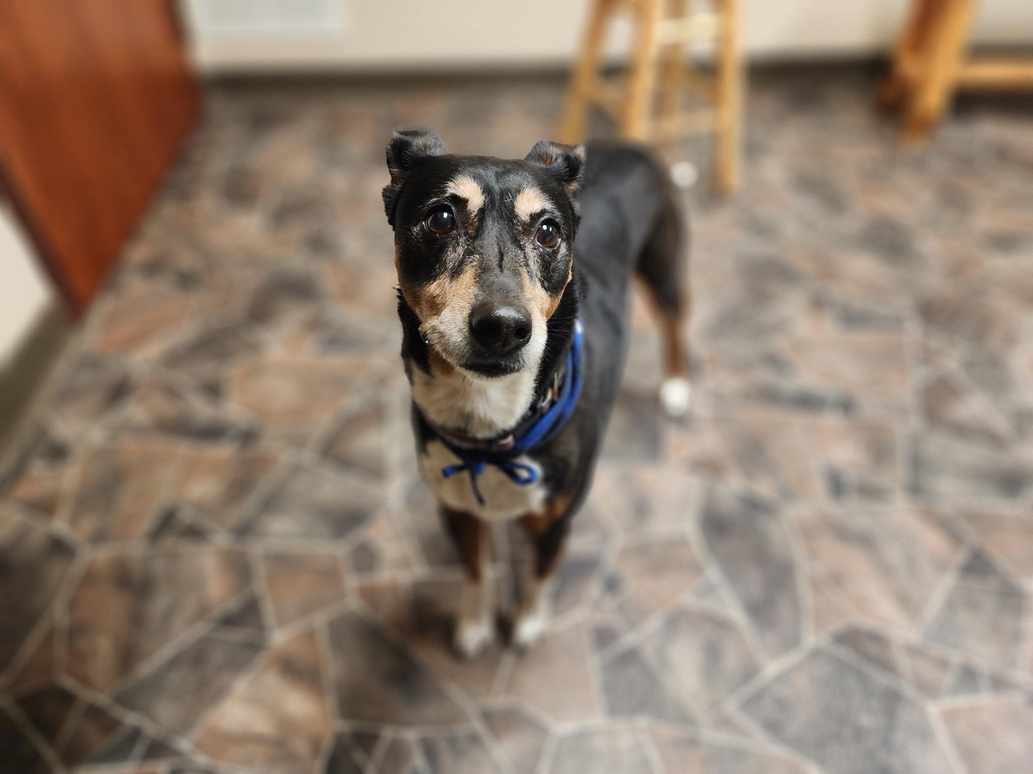 Lady, a Adoptable Manchester Terrier in Sterling Heights, MI image 1/6