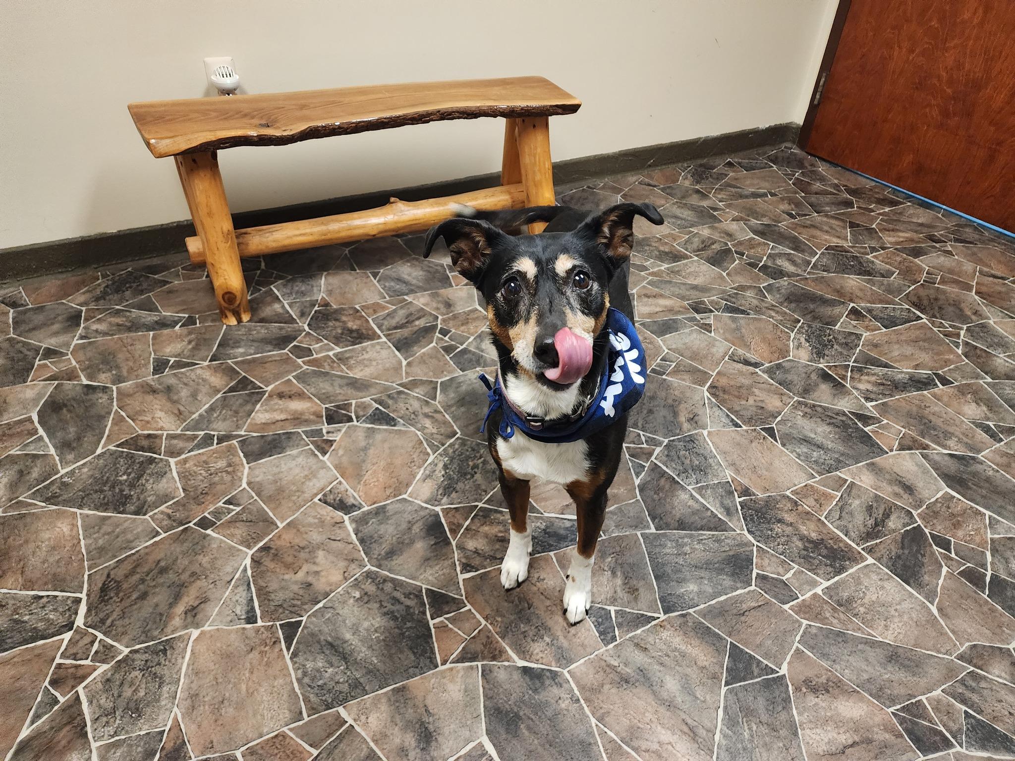 Lady, a Adoptable Manchester Terrier in Sterling Heights, MI image 2/6