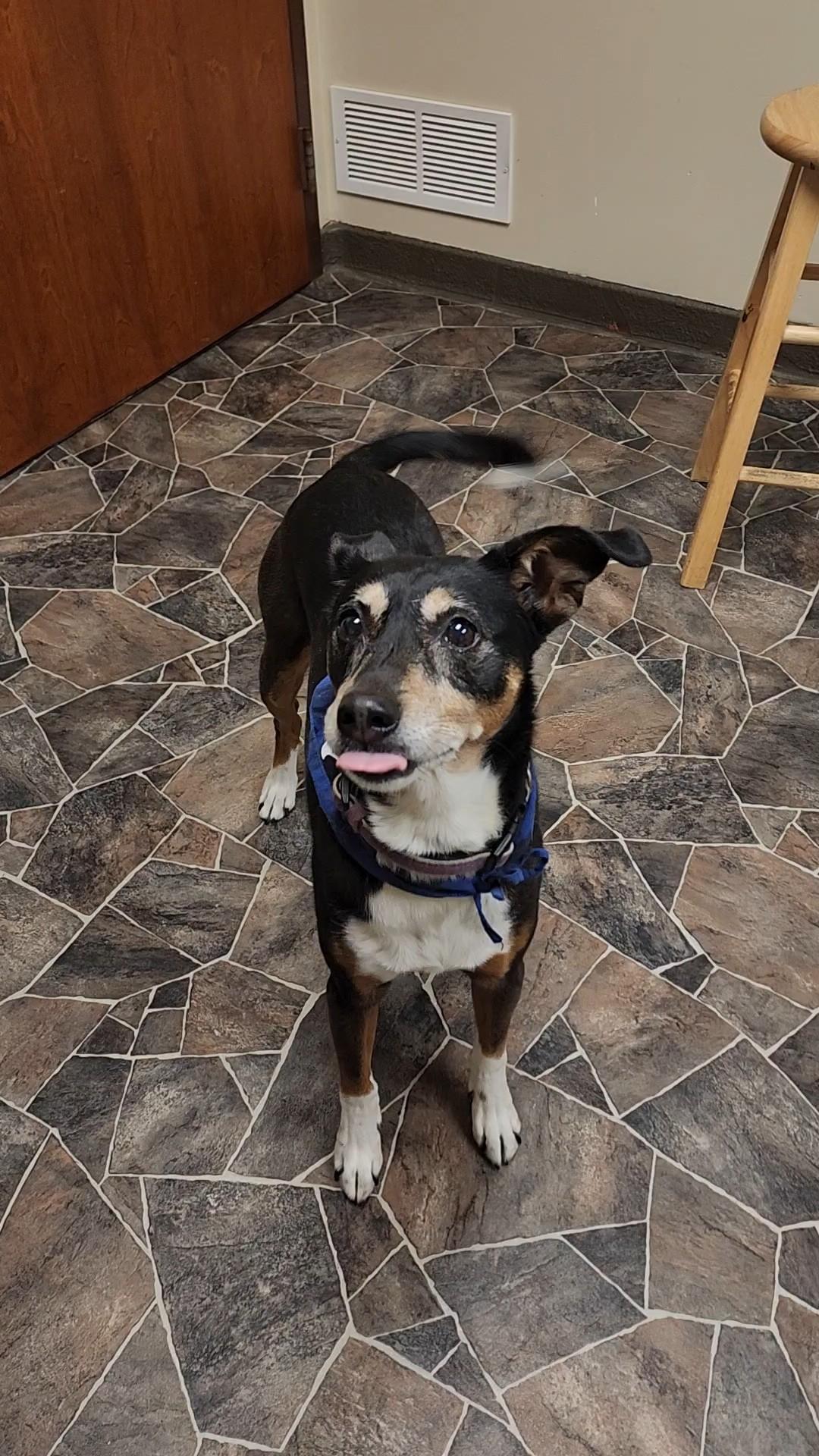 Lady, a Adoptable Manchester Terrier in Sterling Heights, MI image 3/6