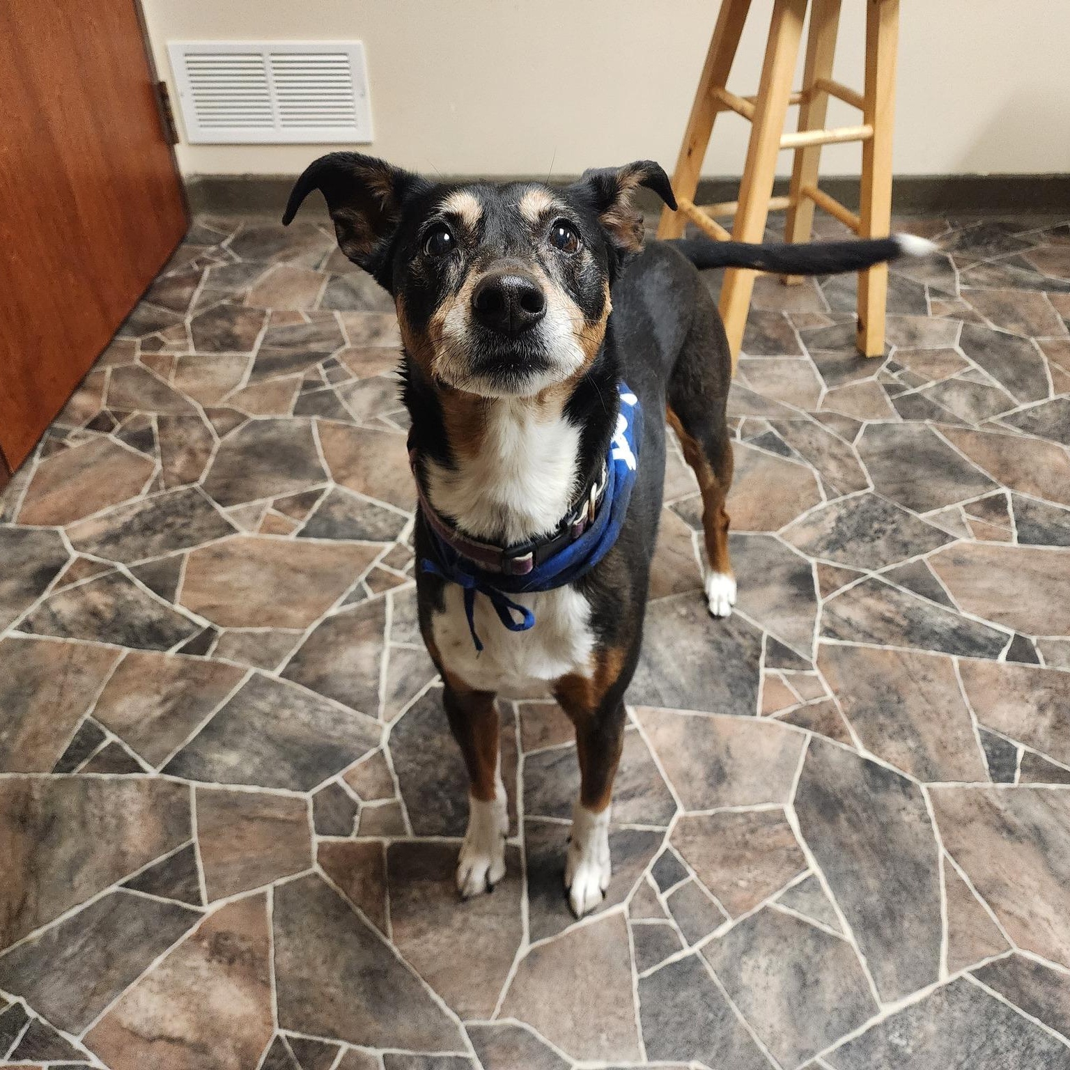 Lady, a Adoptable Manchester Terrier in Sterling Heights, MI image 4/6