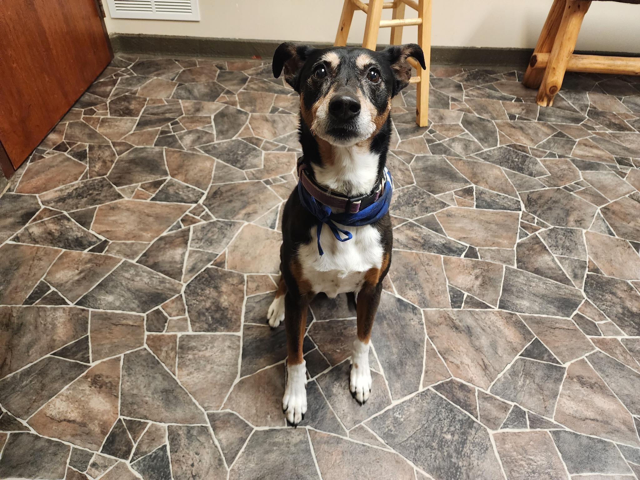 Lady, a Adoptable Manchester Terrier in Sterling Heights, MI image 5/6