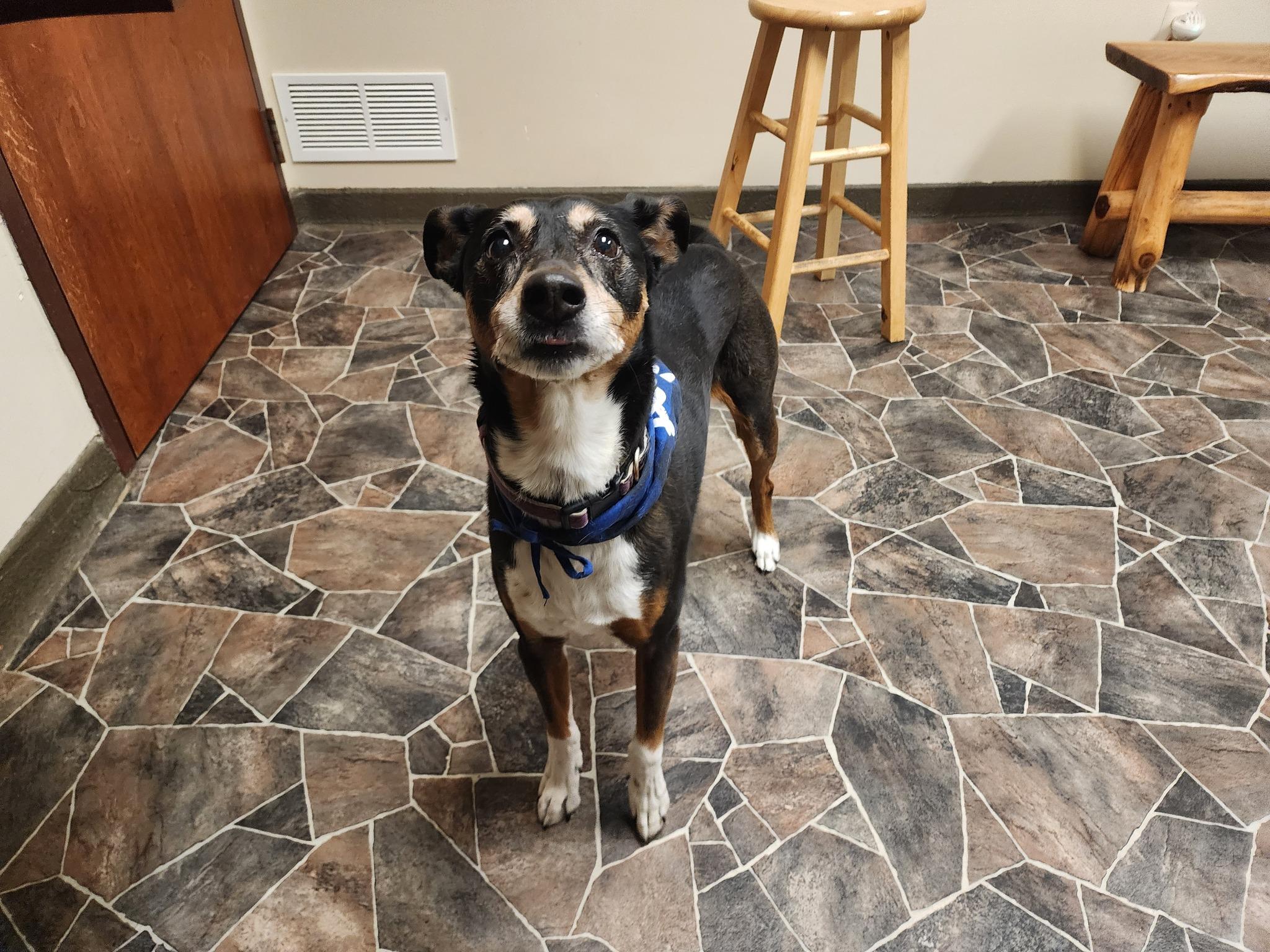 Lady, a Adoptable Manchester Terrier in Sterling Heights, MI image 6/6