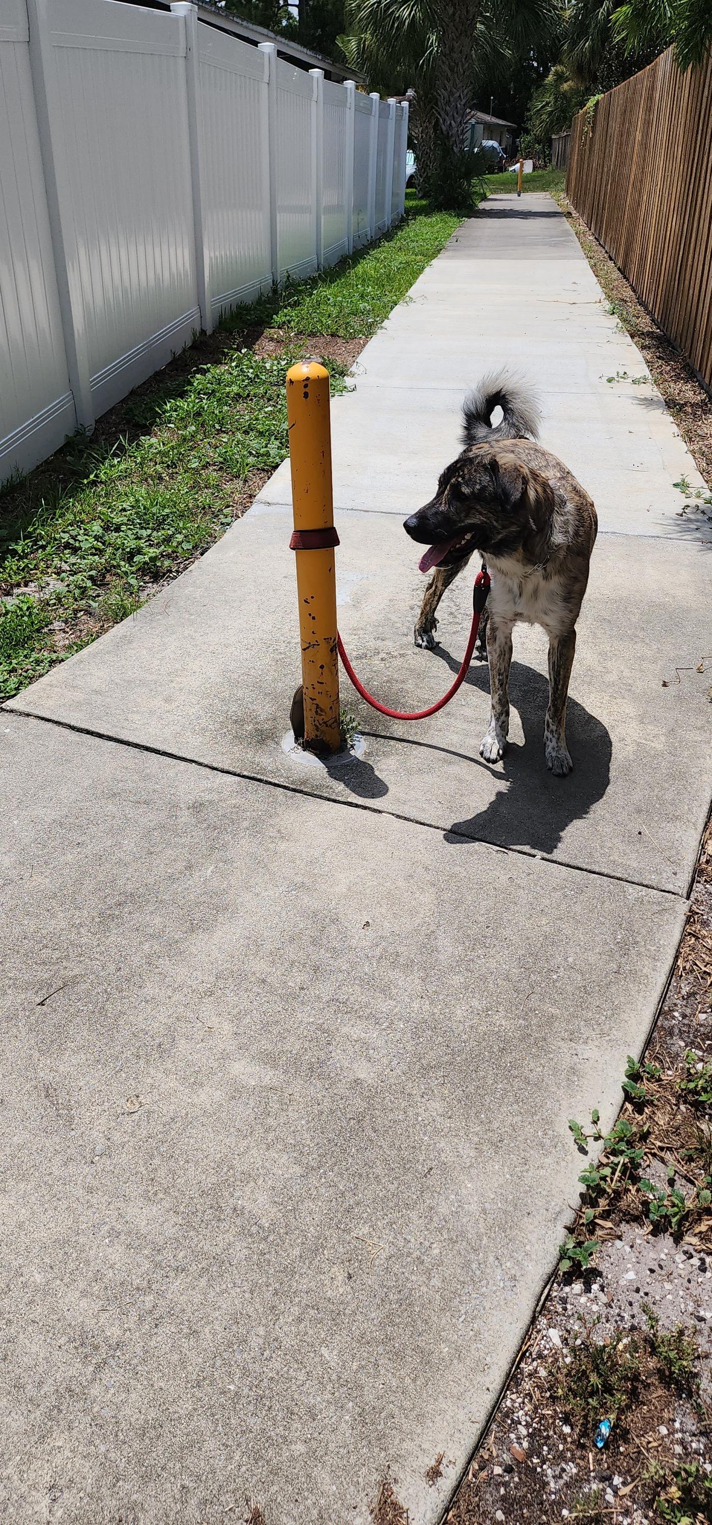 Enlarge Samantha, a Adoptable Anatolian Shepherd in Fern Park , FL image 3/4