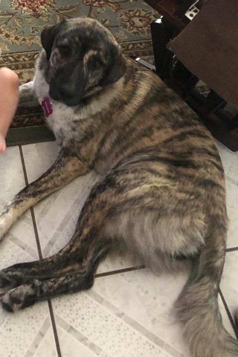 Enlarge Samantha, a Adoptable Anatolian Shepherd in Fern Park , FL image 2/4