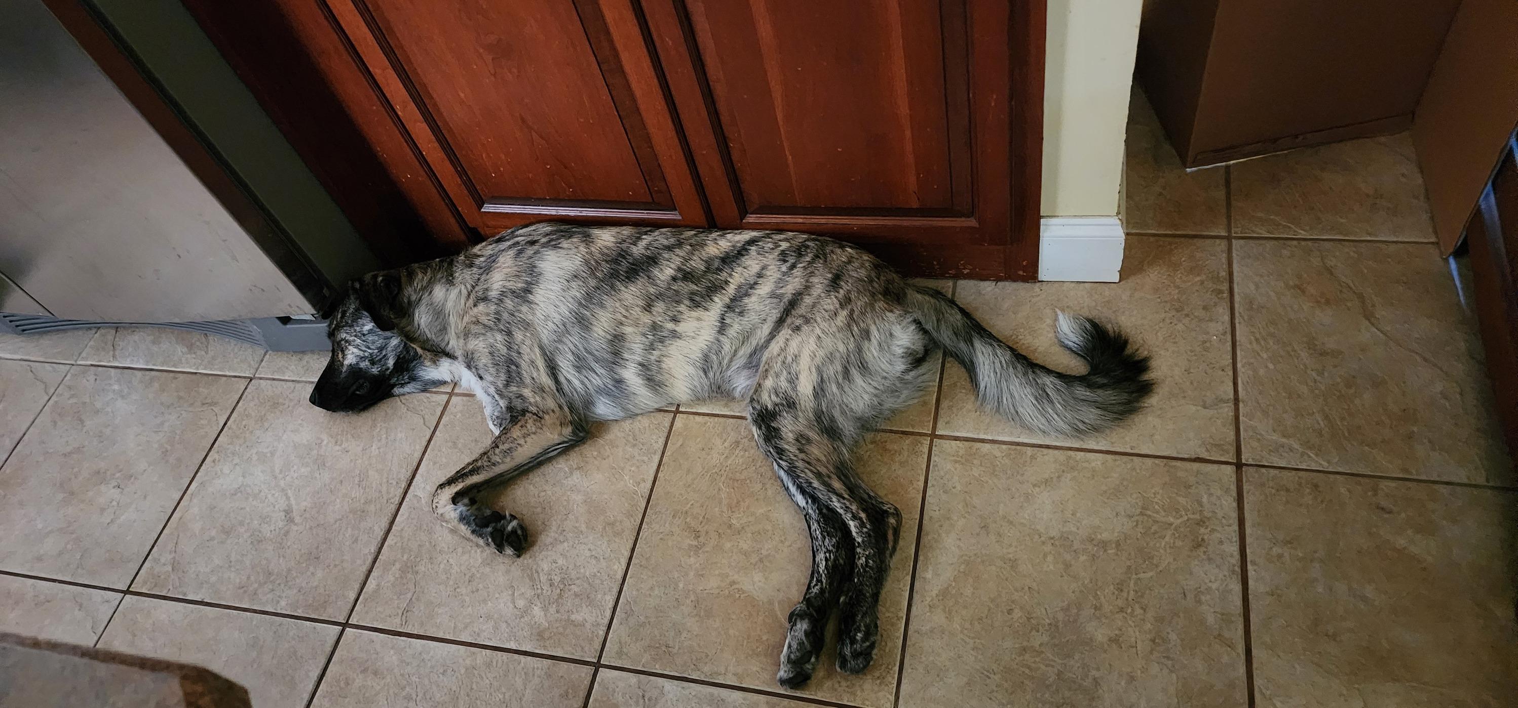 Enlarge Samantha, a Adoptable Anatolian Shepherd in Fern Park , FL image 4/4