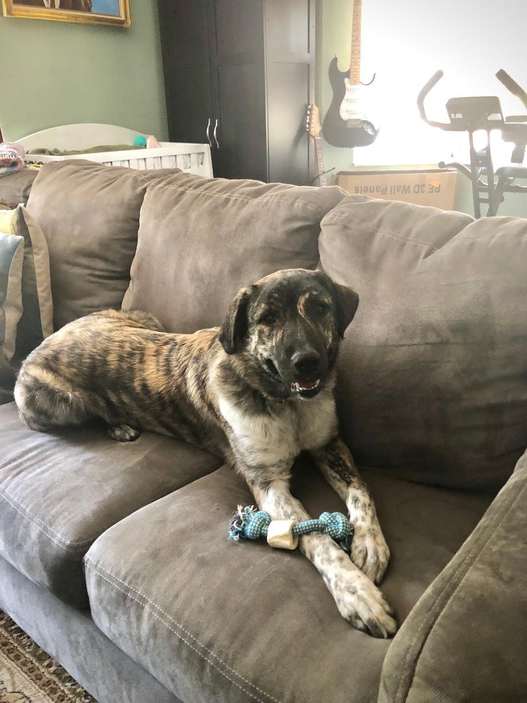 Enlarge Samantha, a Adoptable Anatolian Shepherd in Fern Park , FL image 1/4