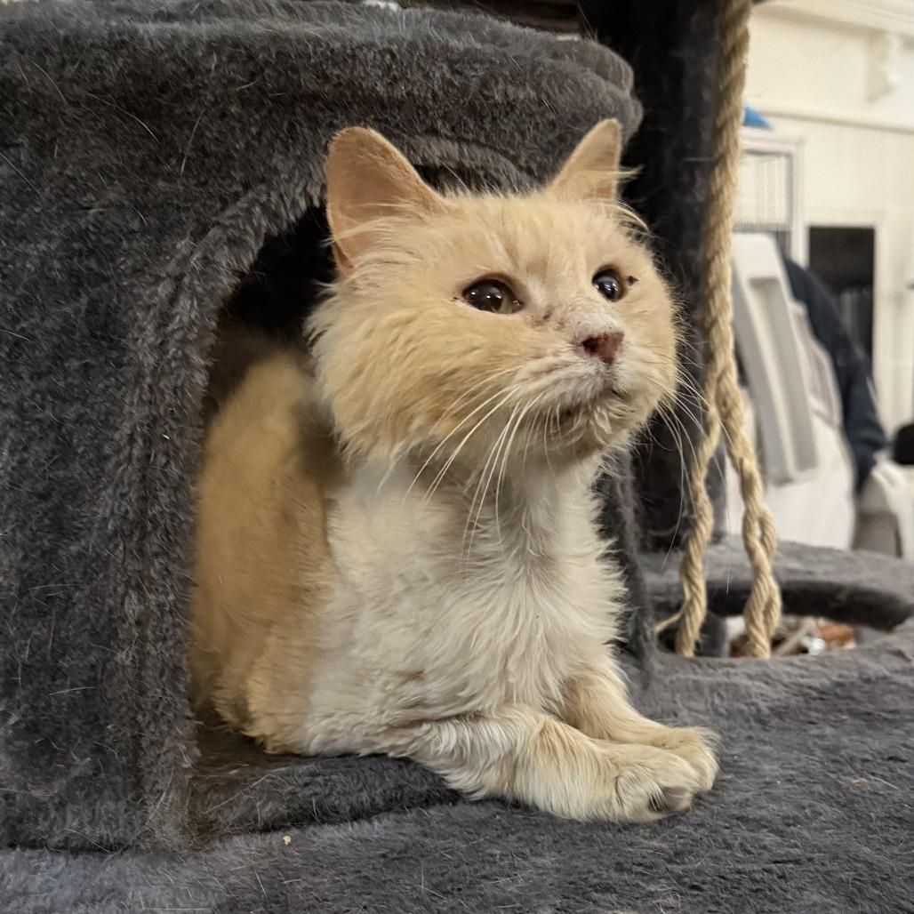 Enlarge Reba, a Adoptable Domestic Long Hair in Bloomington, IL image 1/6