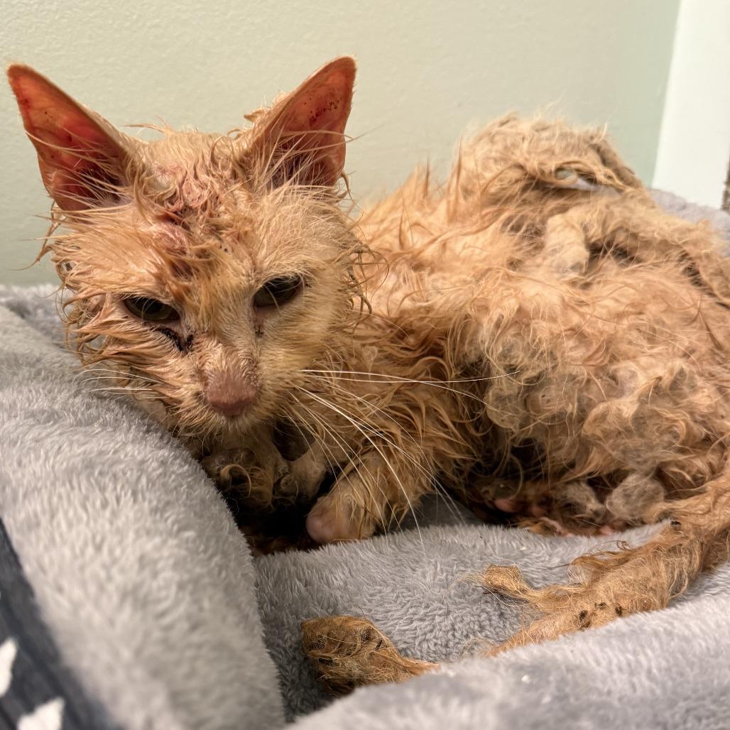 Enlarge Reba, a Adoptable Domestic Long Hair in Bloomington, IL image 2/6