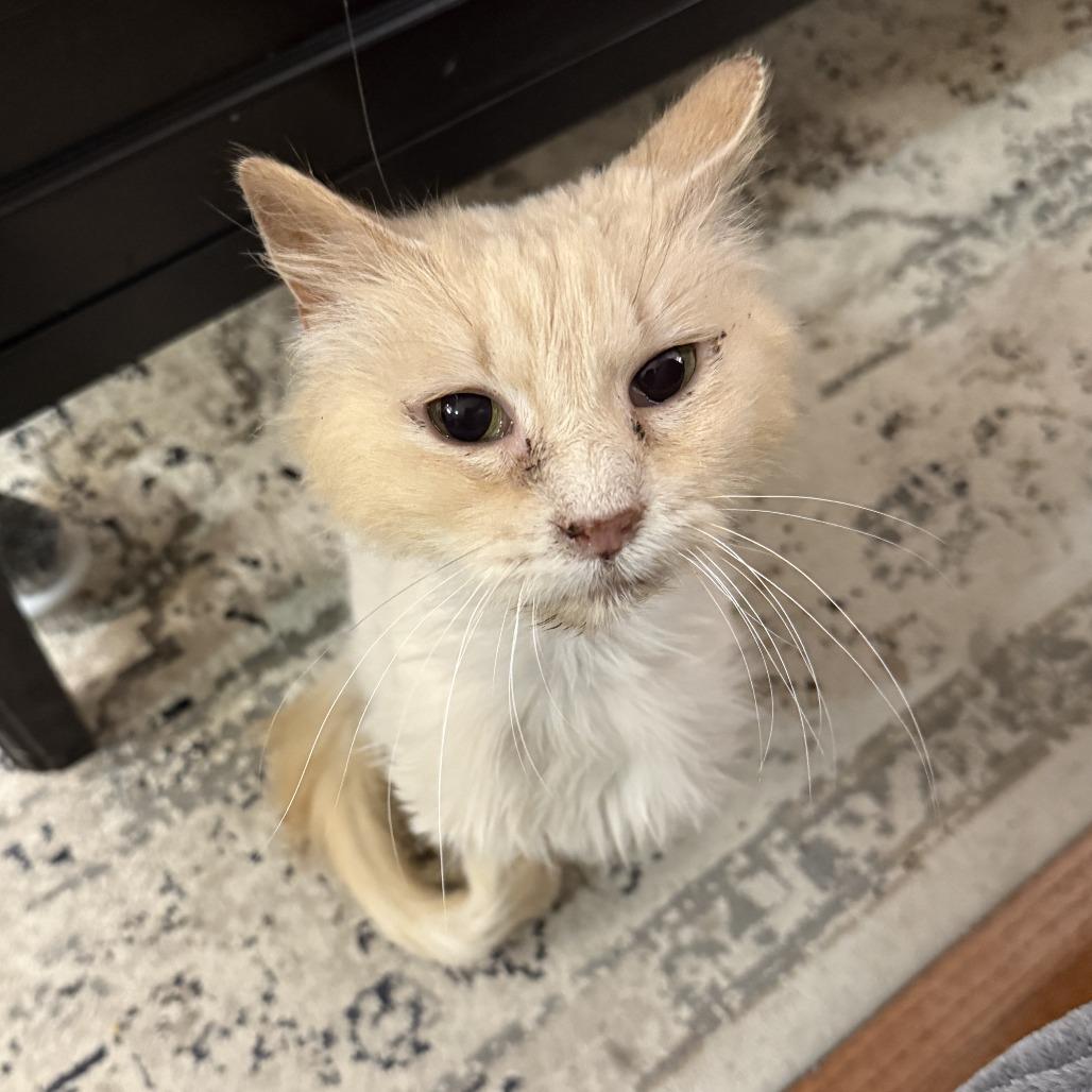 Enlarge Reba, a Adoptable Domestic Long Hair in Bloomington, IL image 4/6