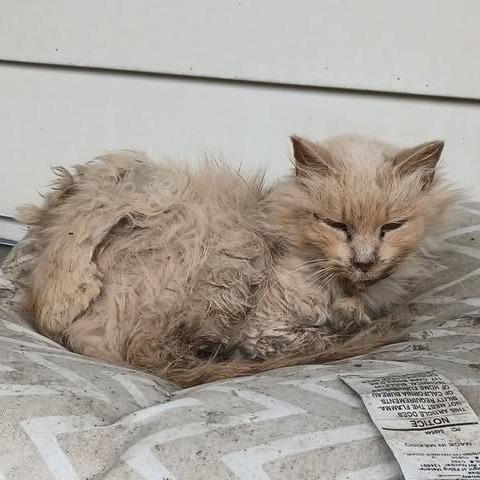 Enlarge Reba, a Adoptable Domestic Long Hair in Bloomington, IL image 5/6