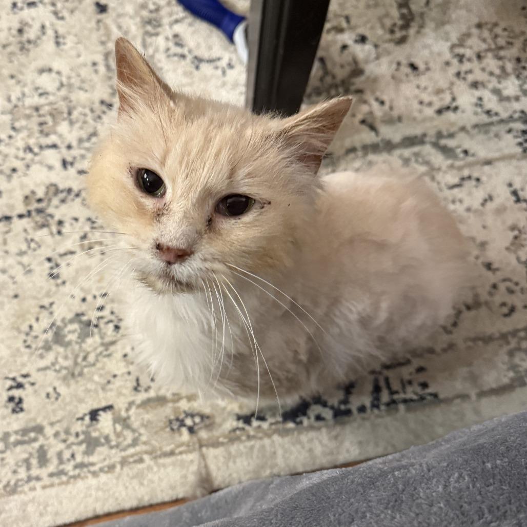 Enlarge Reba, a Adoptable Domestic Long Hair in Bloomington, IL image 6/6