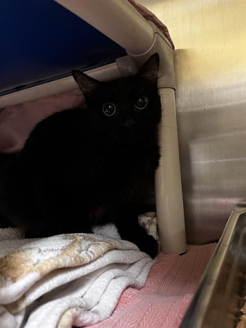 Enlarge STAR, a Adoptable Domestic Medium Hair in Alameda, CA image 1/1