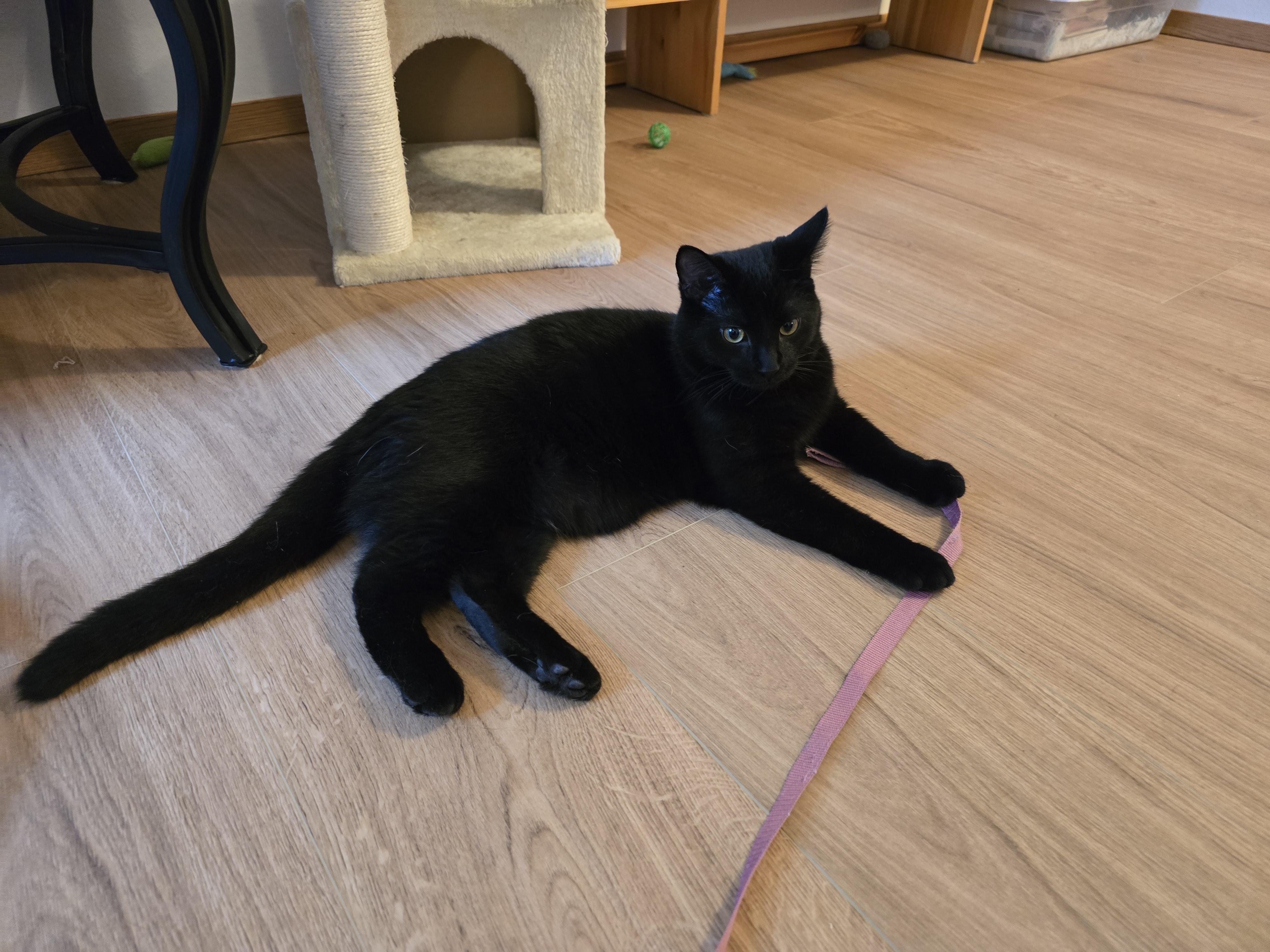 Onyx, an adoptable Domestic Short Hair in Fargo, ND, 58104 | Photo Image 2