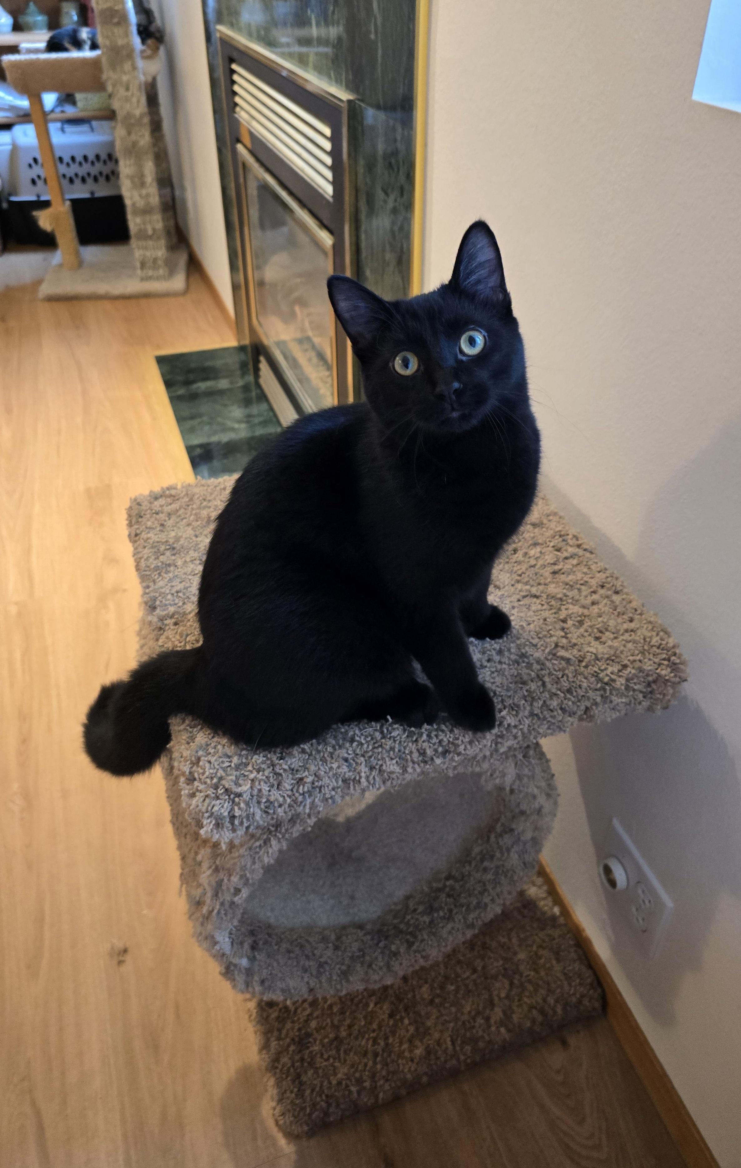 Onyx, Adoptable, Young Male Domestic Short Hair.