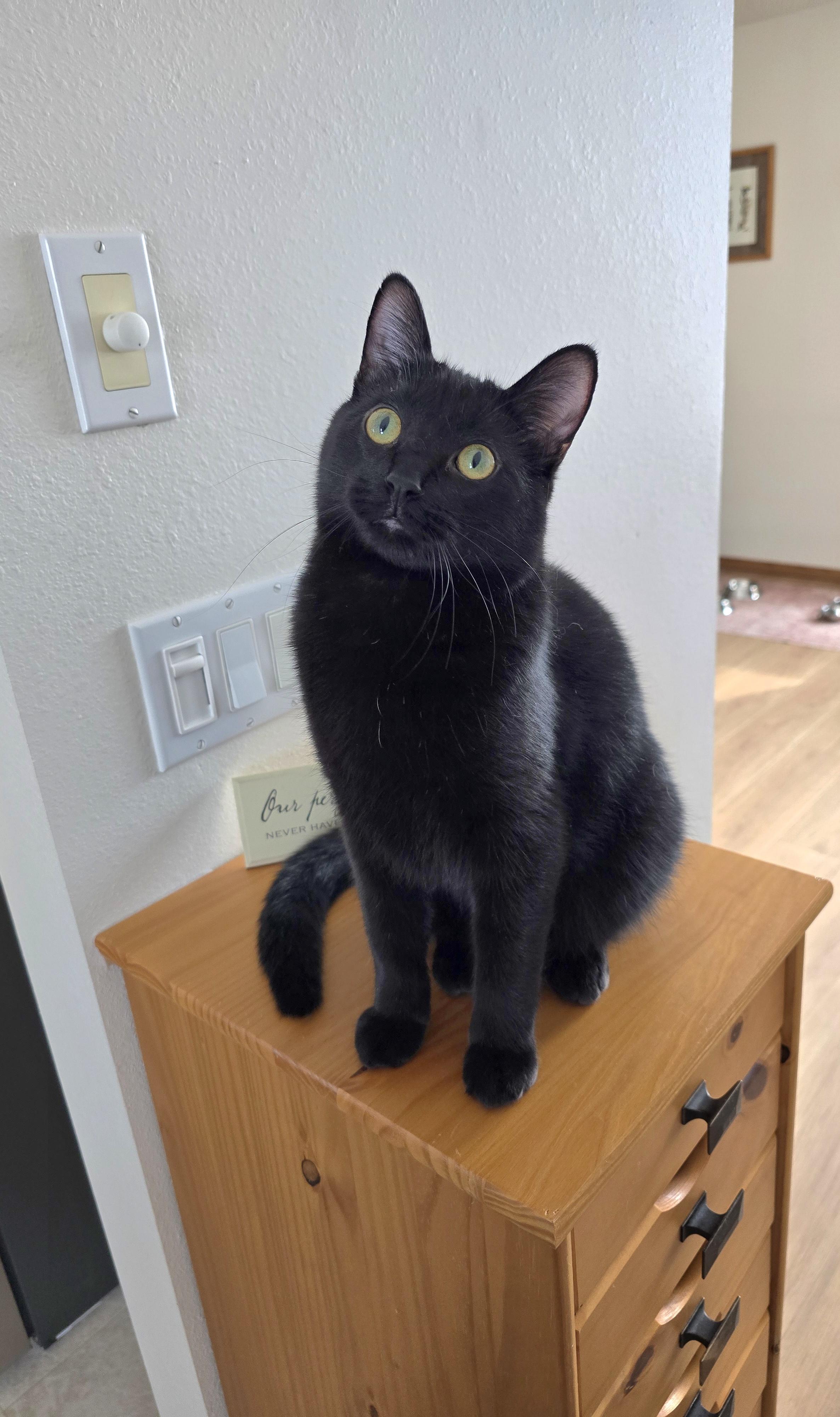 Onyx, Adoptable, Kitten Male Domestic Short Hair.