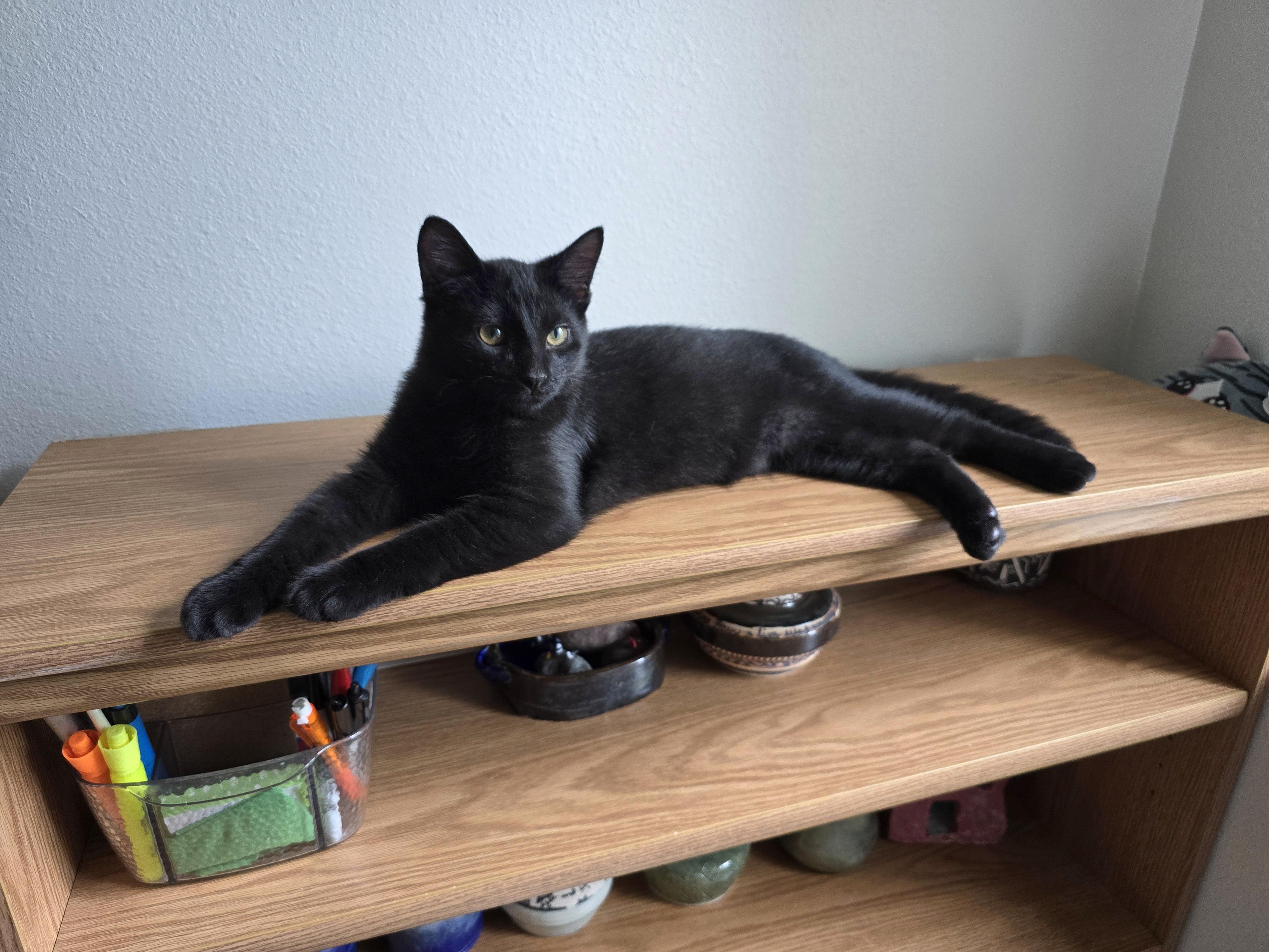 Onyx, an adoptable Domestic Short Hair in Fargo, ND, 58104 | Photo Image 2