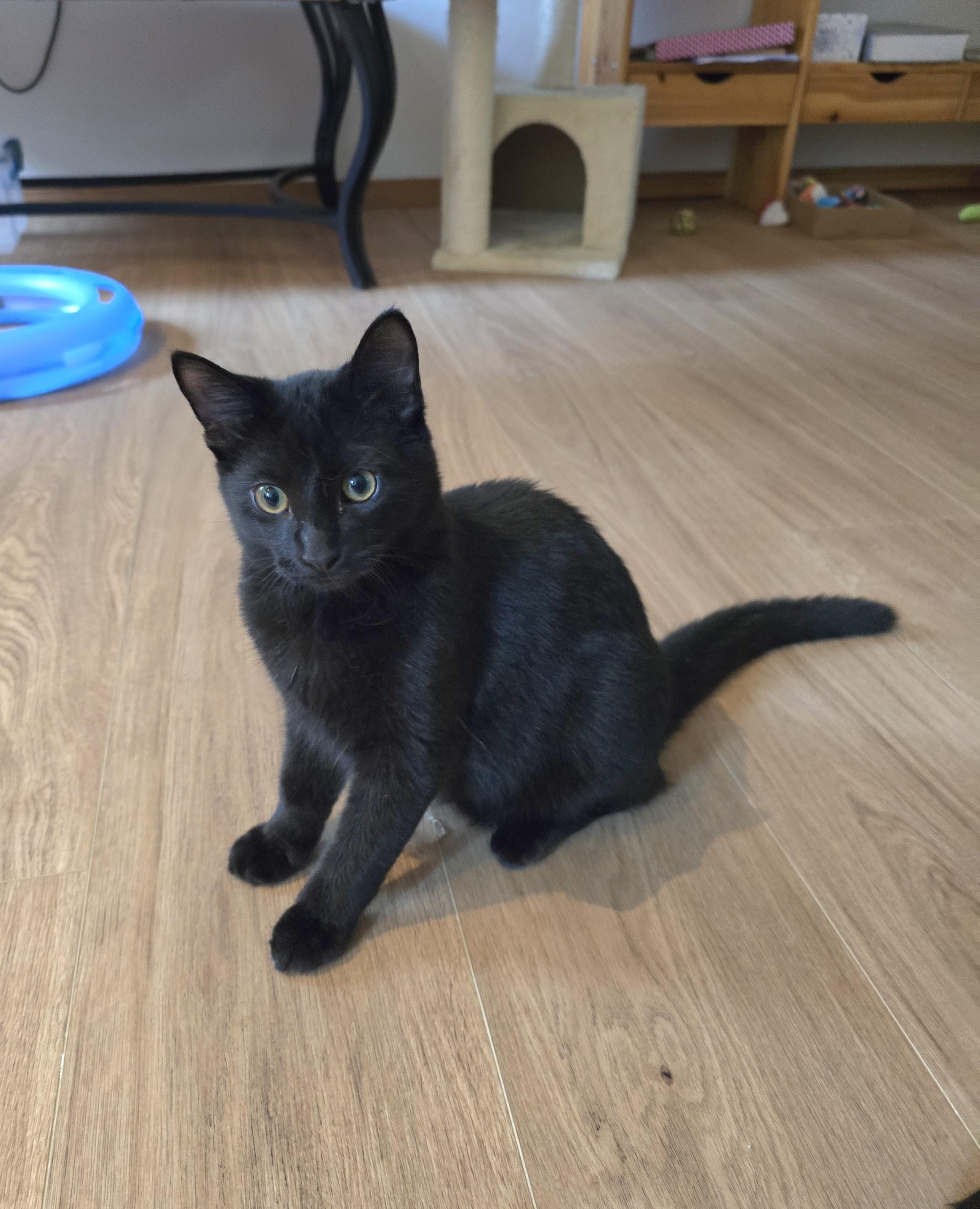 Onyx, an adoptable Domestic Short Hair in Fargo, ND, 58104 | Photo Image 3
