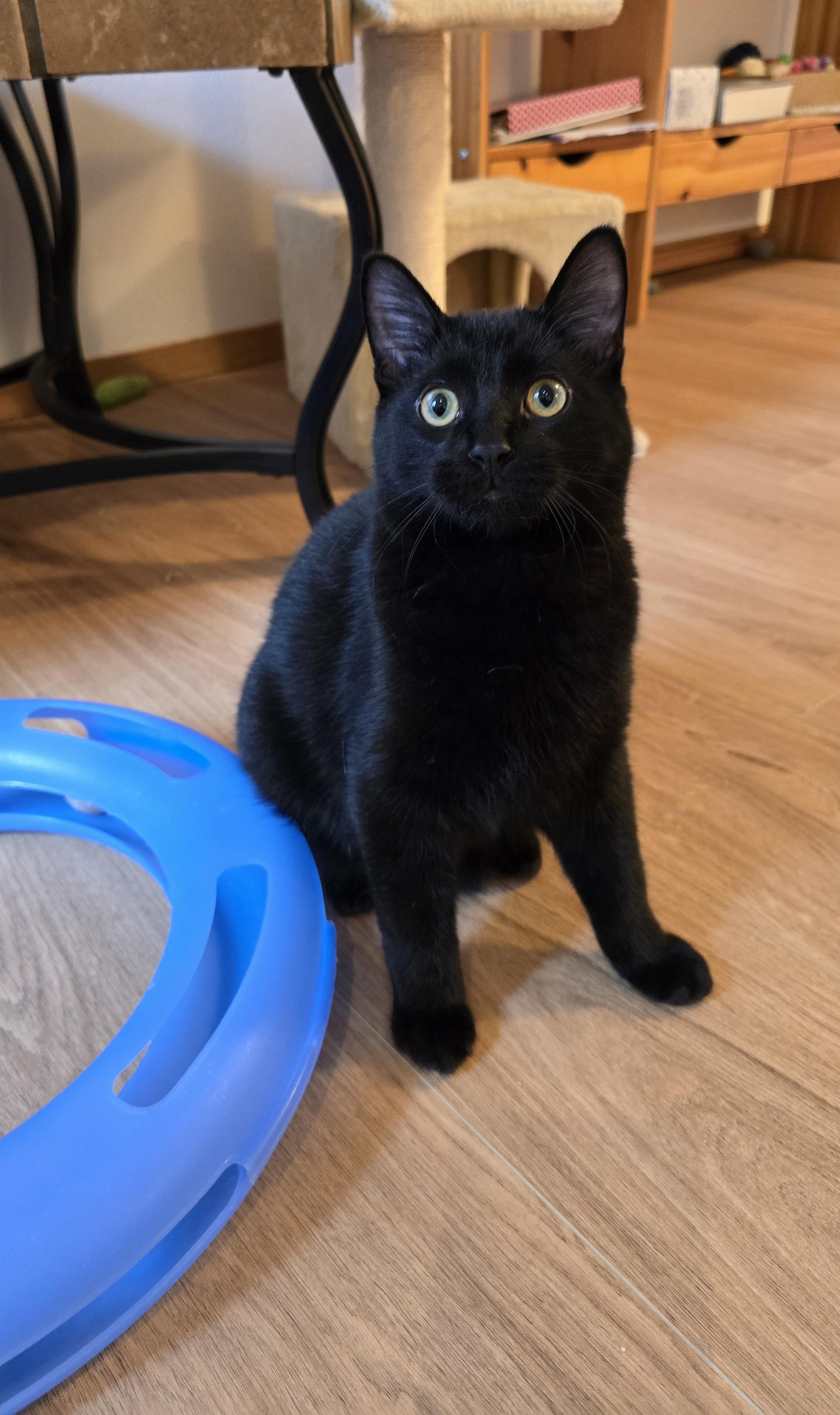 Onyx, a Adoptable Domestic Short Hair in Fargo, ND image 3/4