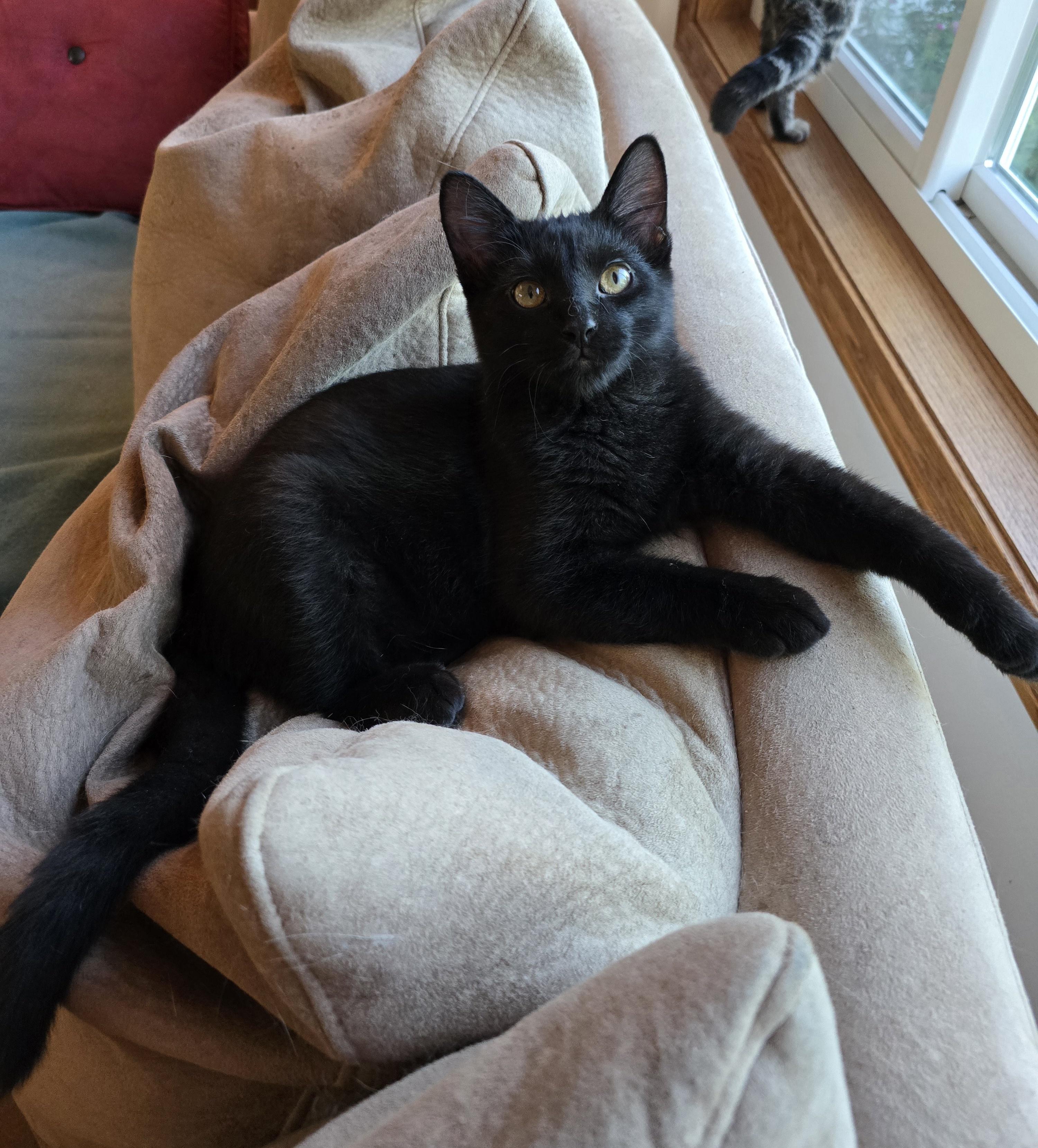 Onyx, an adoptable Domestic Short Hair in Fargo, ND, 58104 | Photo Image 4