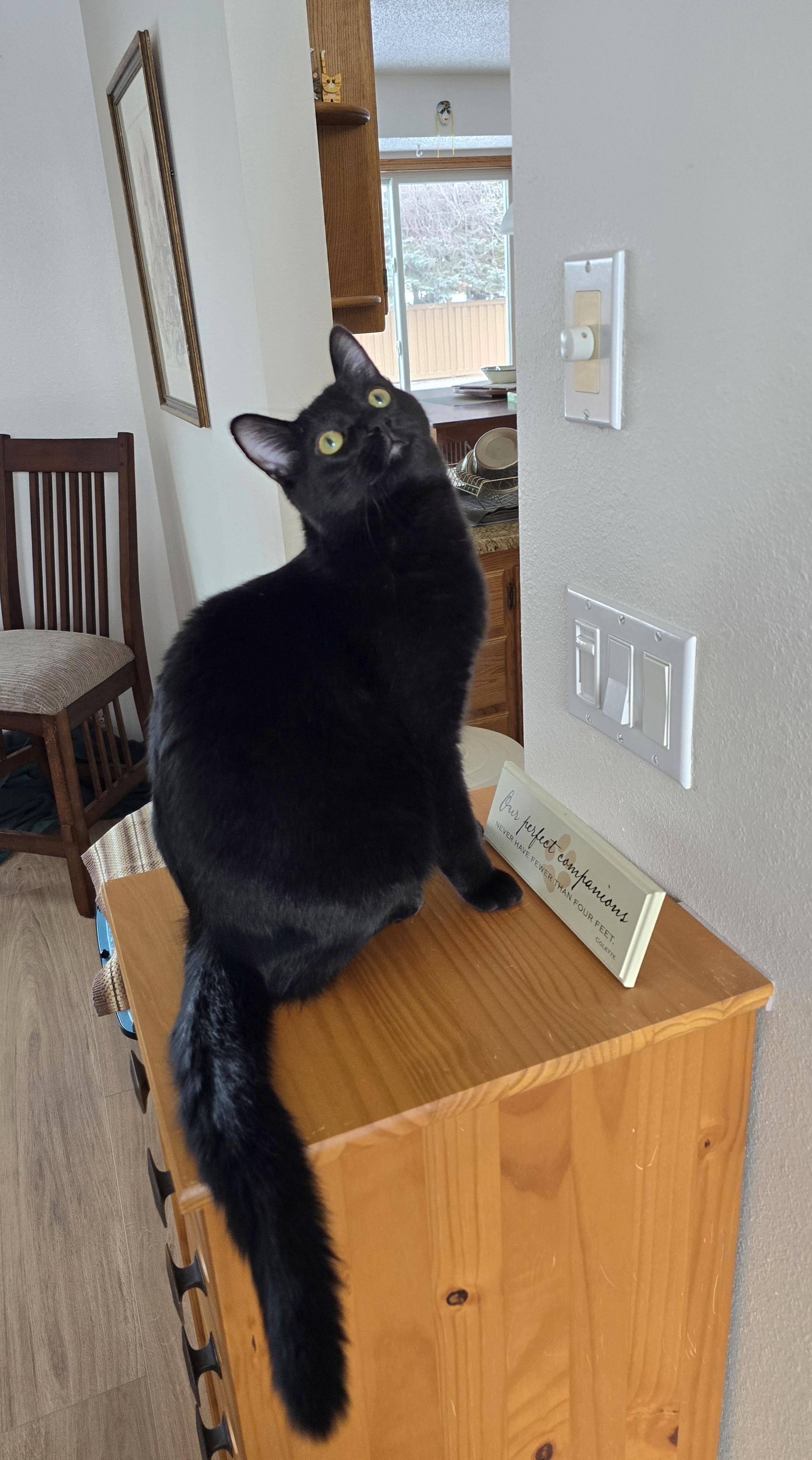 Enlarge Onyx, a Adoptable Domestic Short Hair in Fargo, ND image 3/5