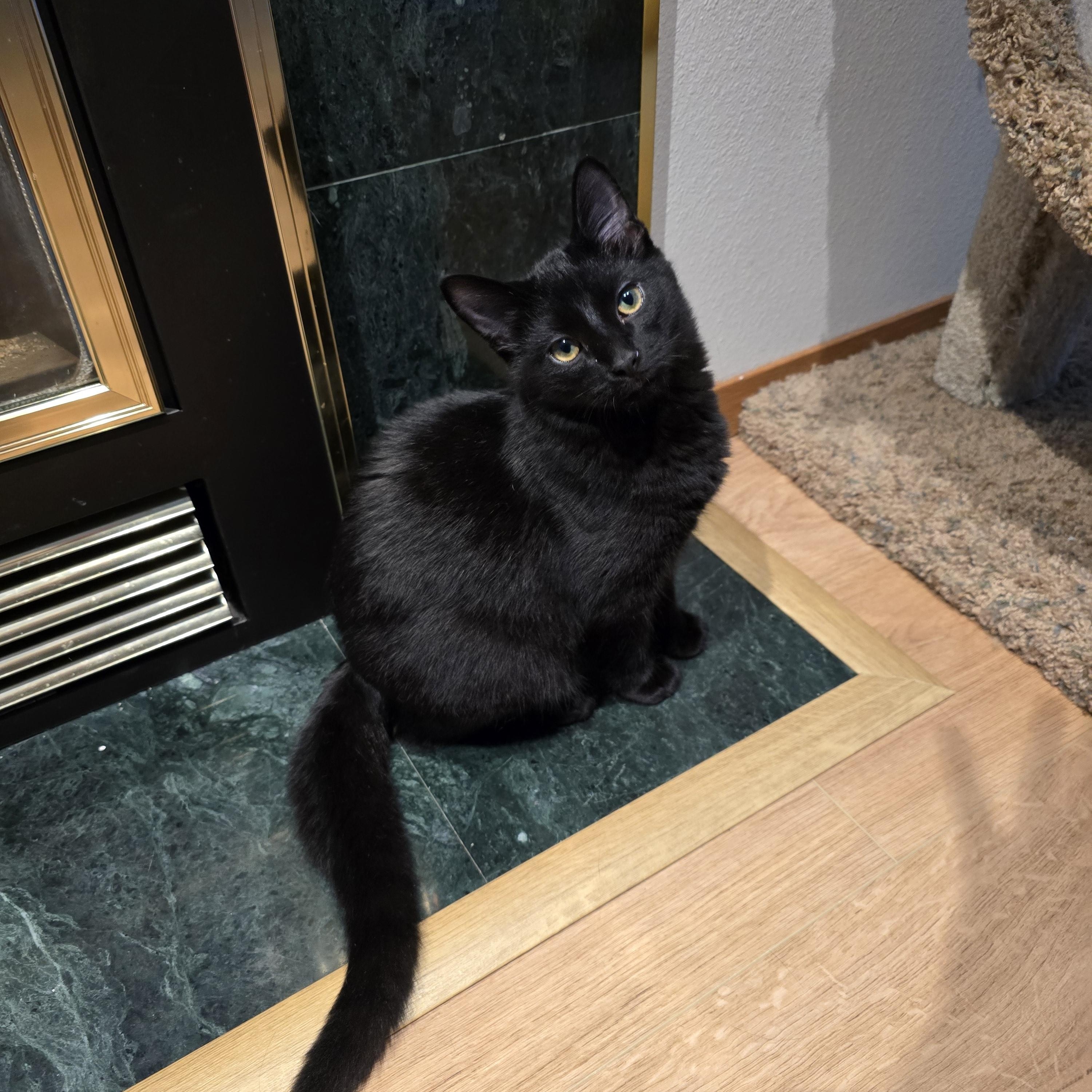 Onyx, an adoptable Domestic Short Hair in Fargo, ND, 58104 | Photo Image 1