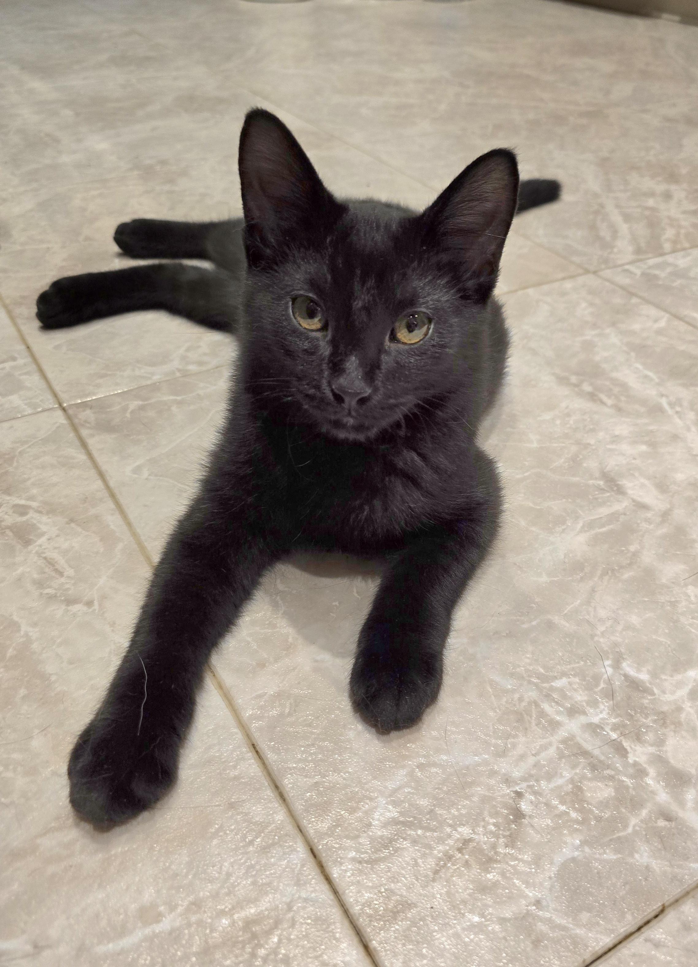 Onyx, an adoptable Domestic Short Hair in Fargo, ND, 58104 | Photo Image 4