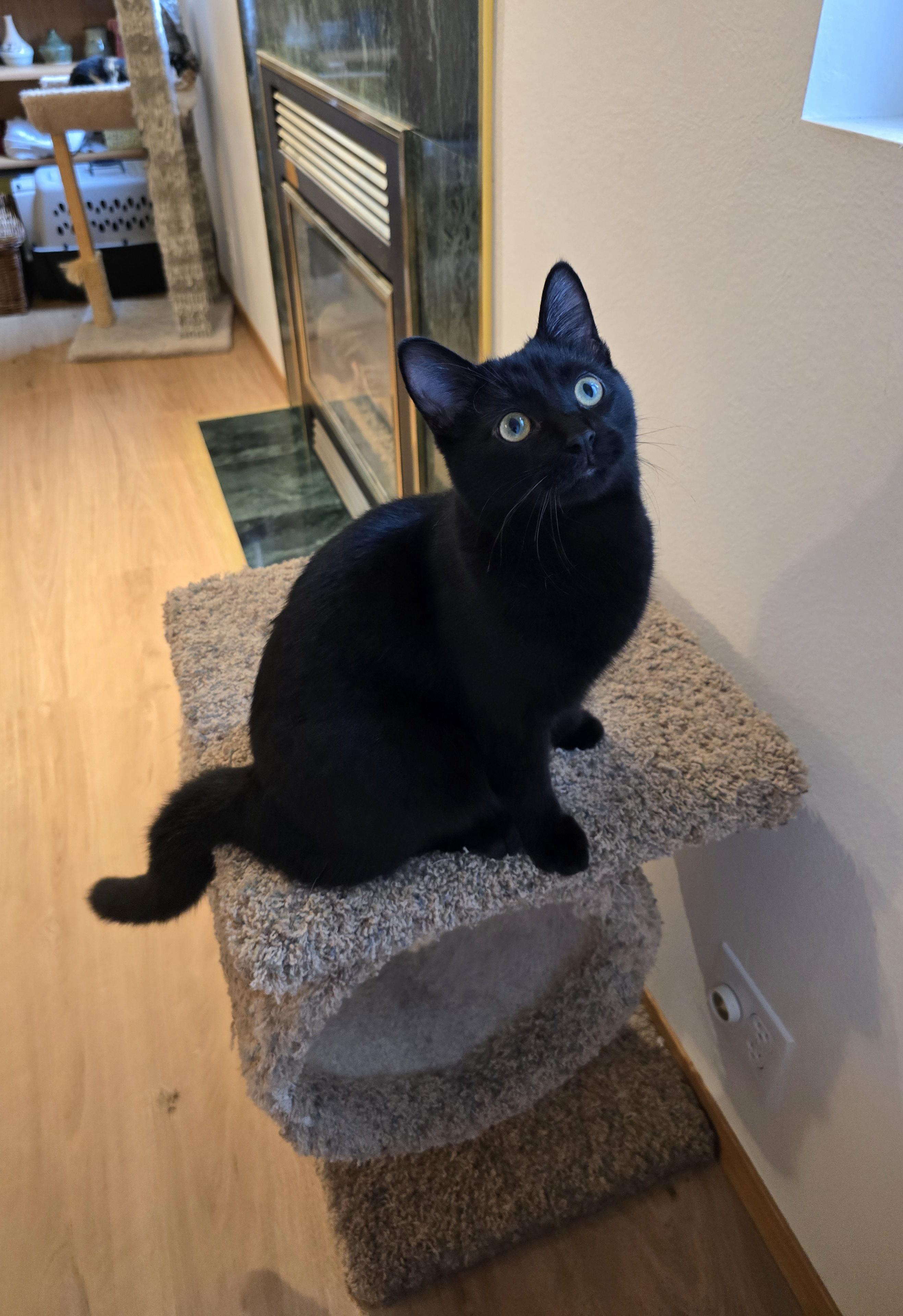 Onyx, an adoptable Domestic Short Hair in Fargo, ND, 58104 | Photo Image 4