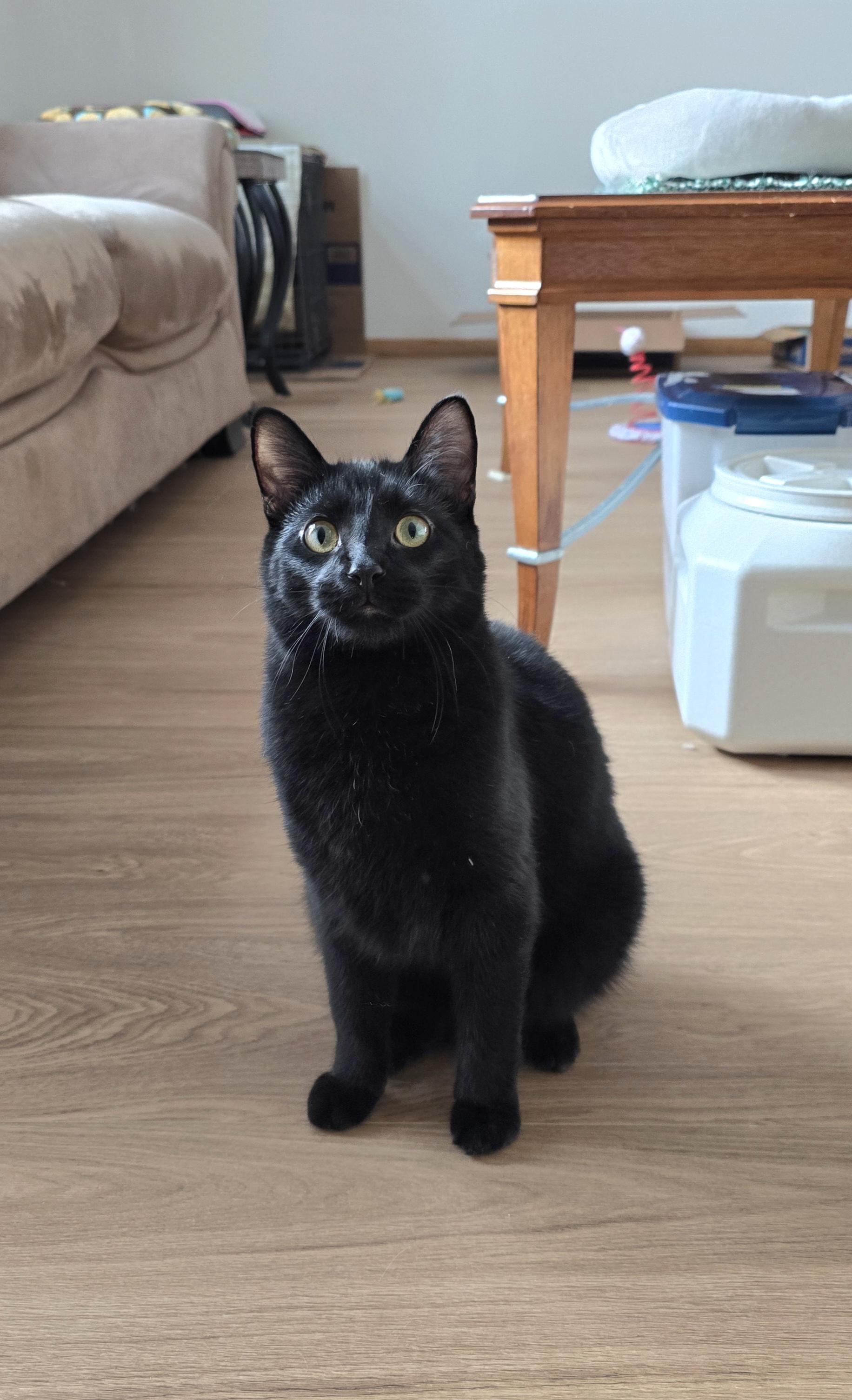 Enlarge Onyx, a Adoptable Domestic Short Hair in Fargo, ND image 2/5