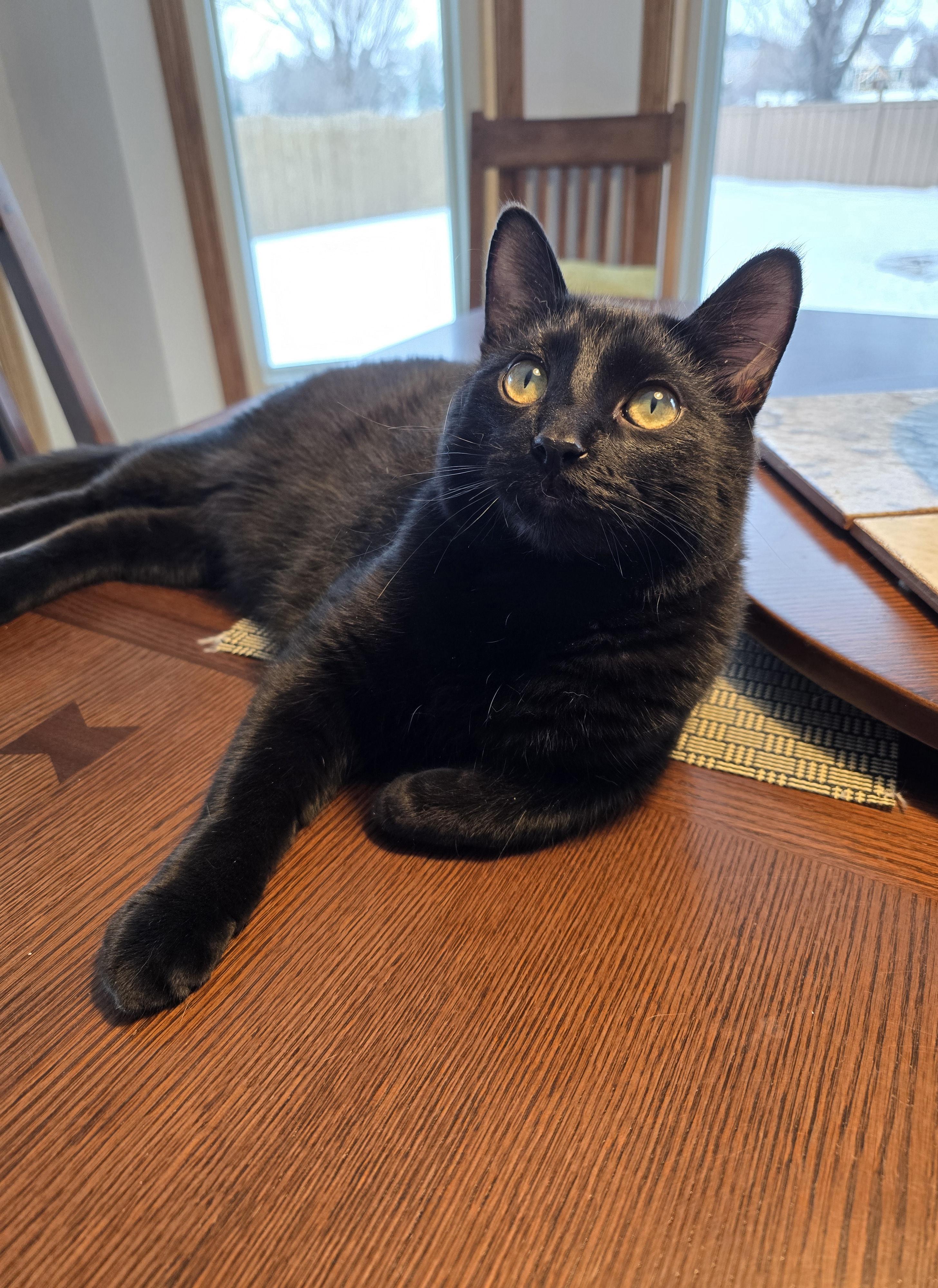 Enlarge Onyx, a Adoptable Domestic Short Hair in Fargo, ND image 1/5