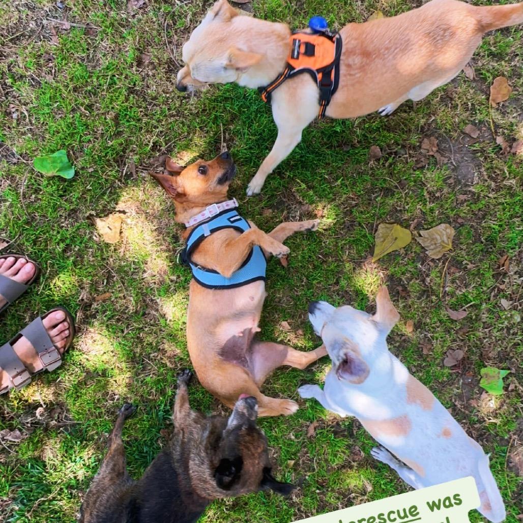 Gracie, Adoptable, Adult Female Chihuahua.