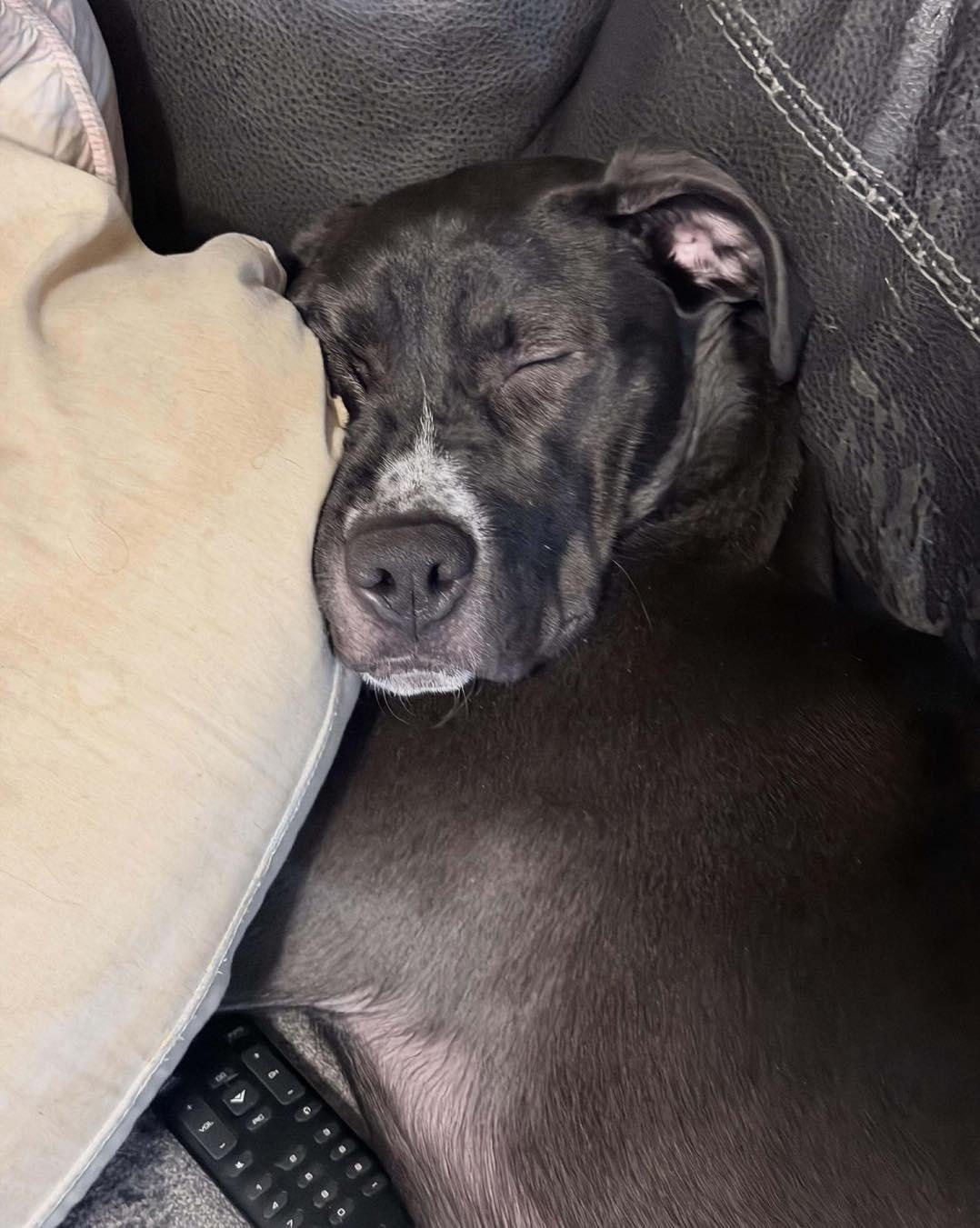 Enlarge Socks, a Adoptable mixed breed in Maryville, MO image 6/6