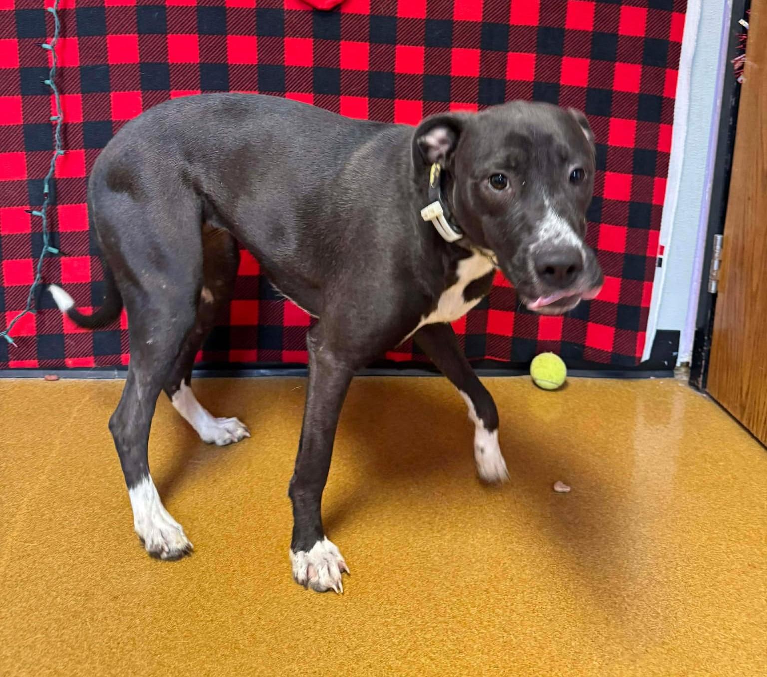 Enlarge Socks, a Adoptable mixed breed in Maryville, MO image 2/6